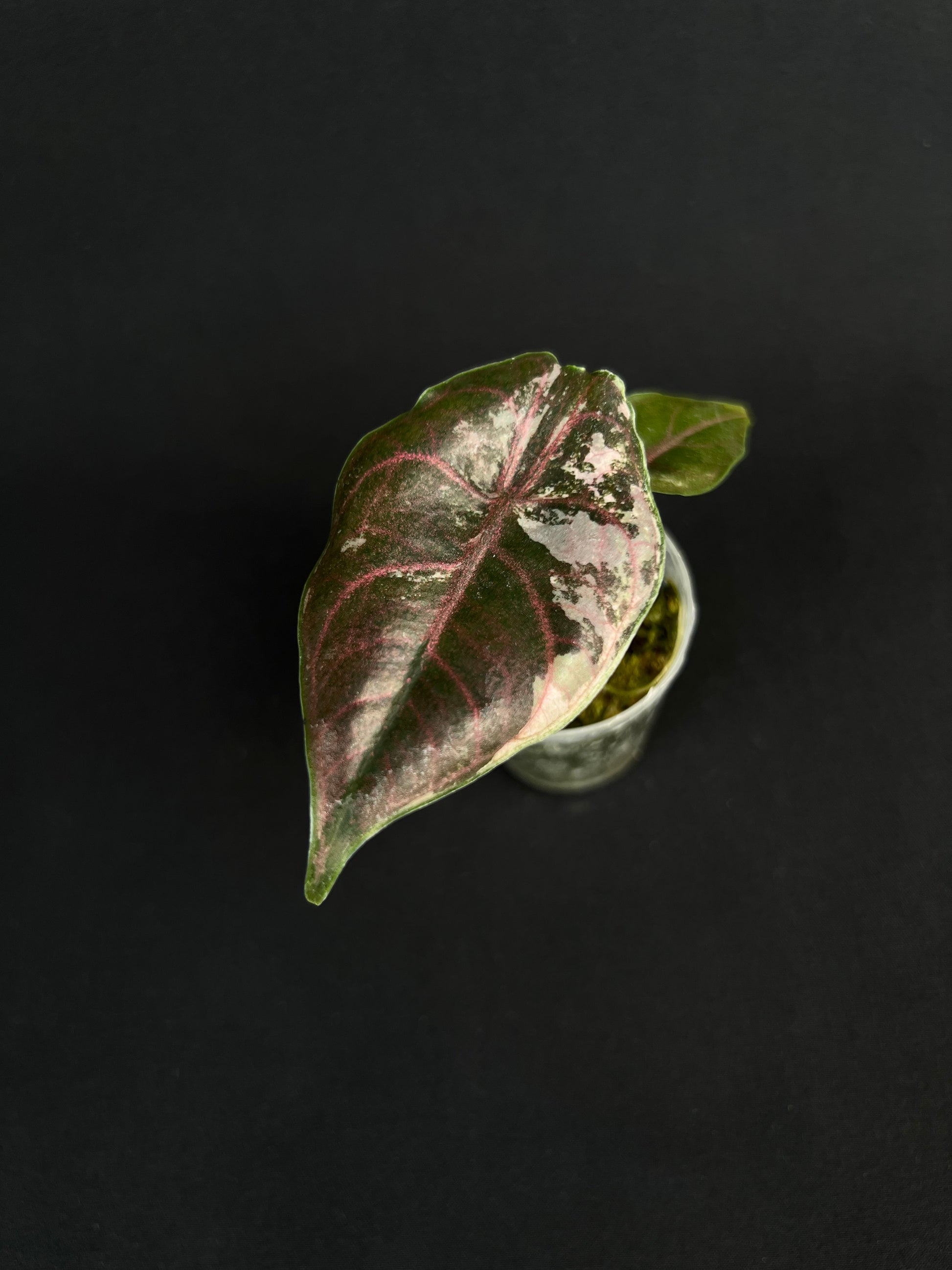 Alocasia Azlanii Albo/Rose Variegata #1