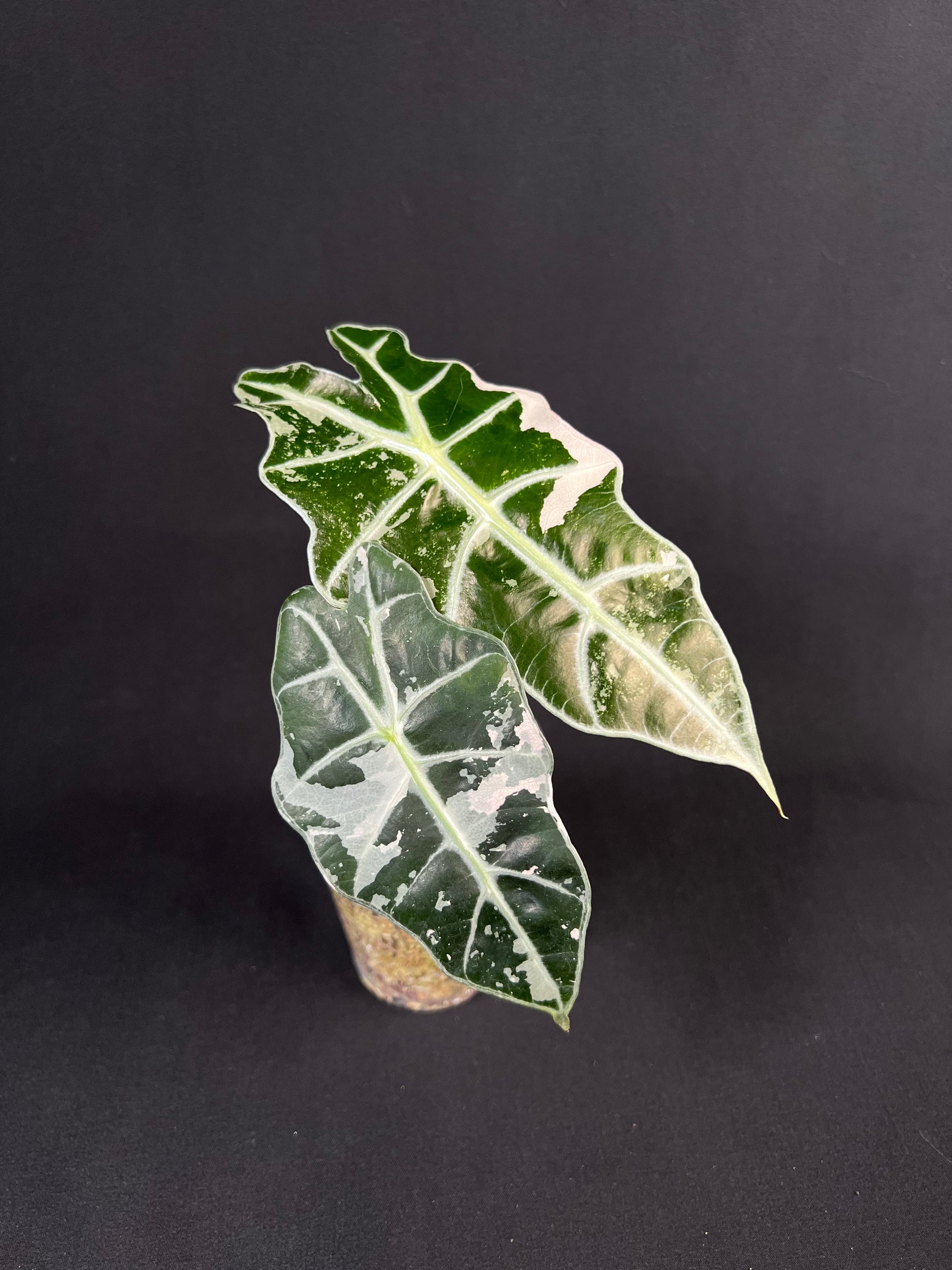 Alocasia 'Amazonica' Variegata #2