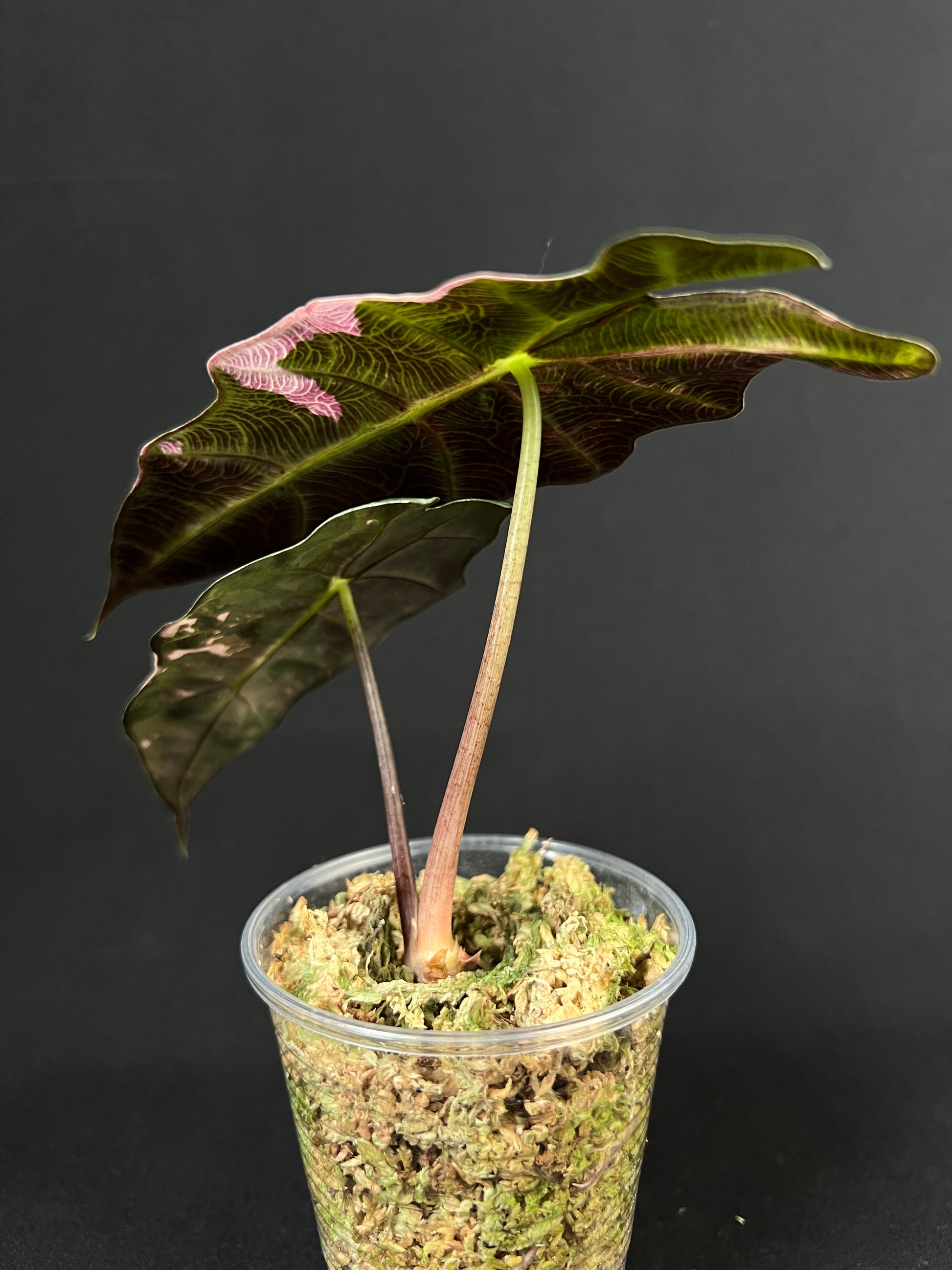 Alocasia 'Amazonica' Variegata #2