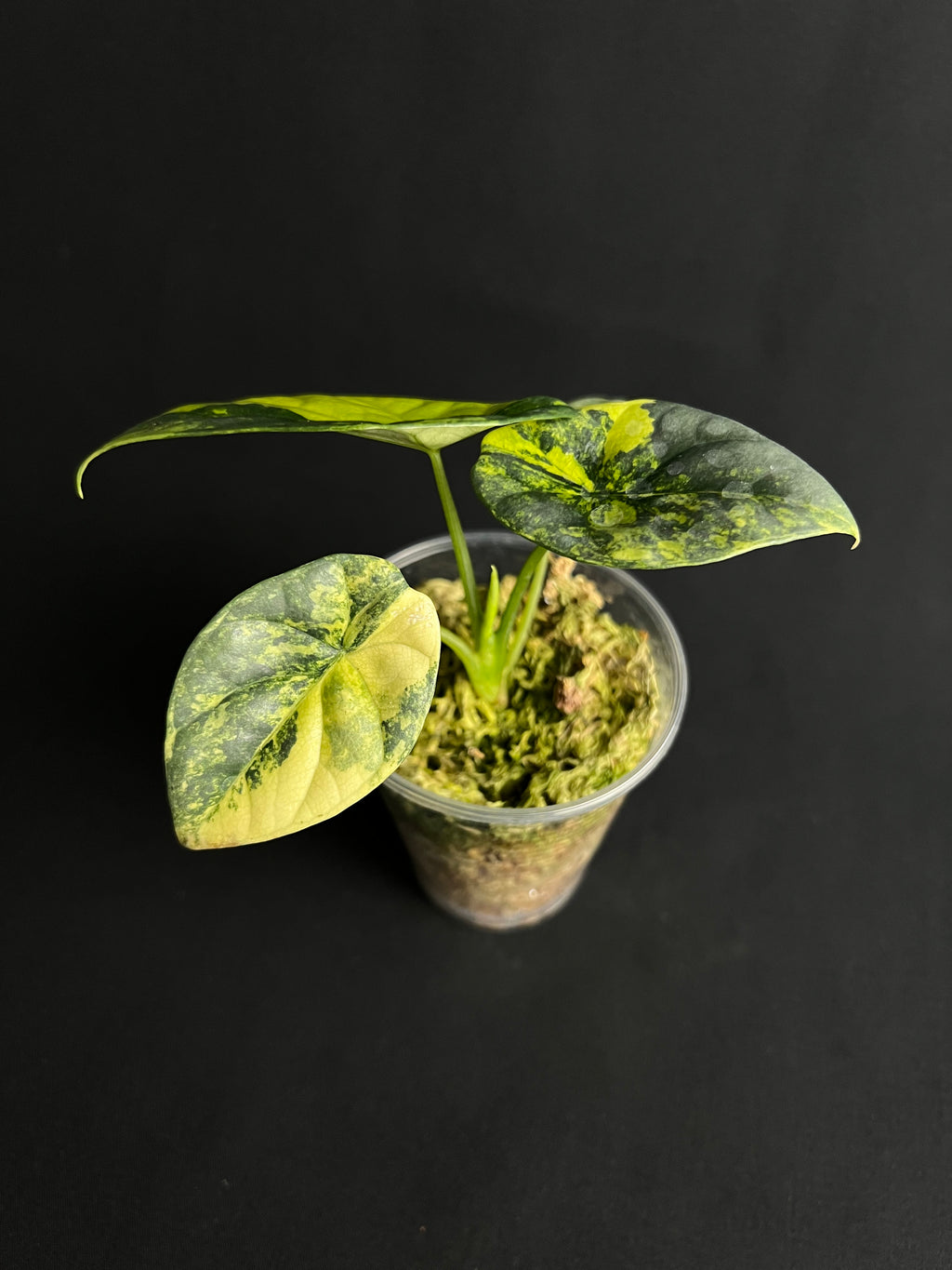 Alocasia Sinuata Aurea Variegata #2