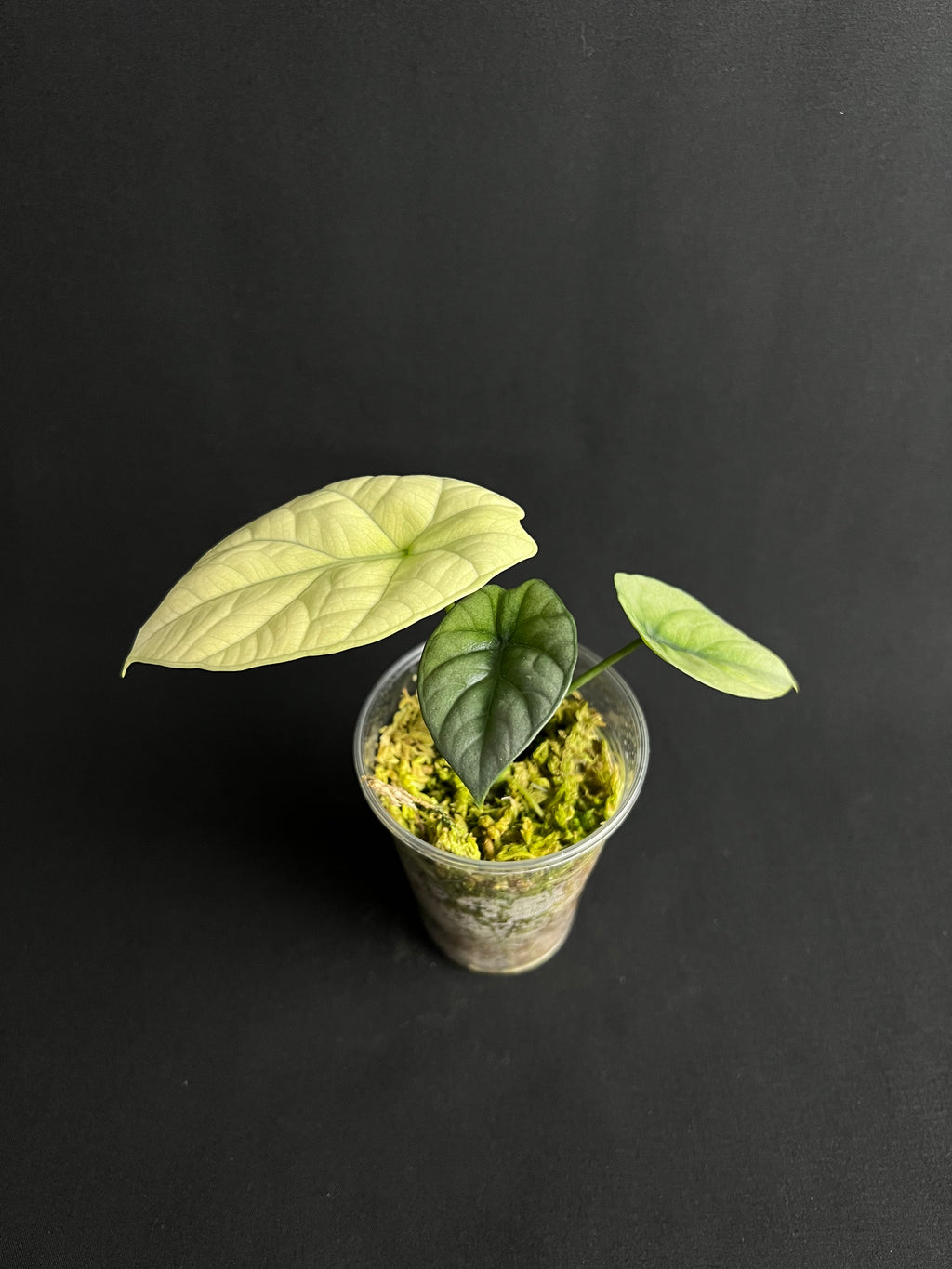 Alocasia Sinuata Mint Variegata #1