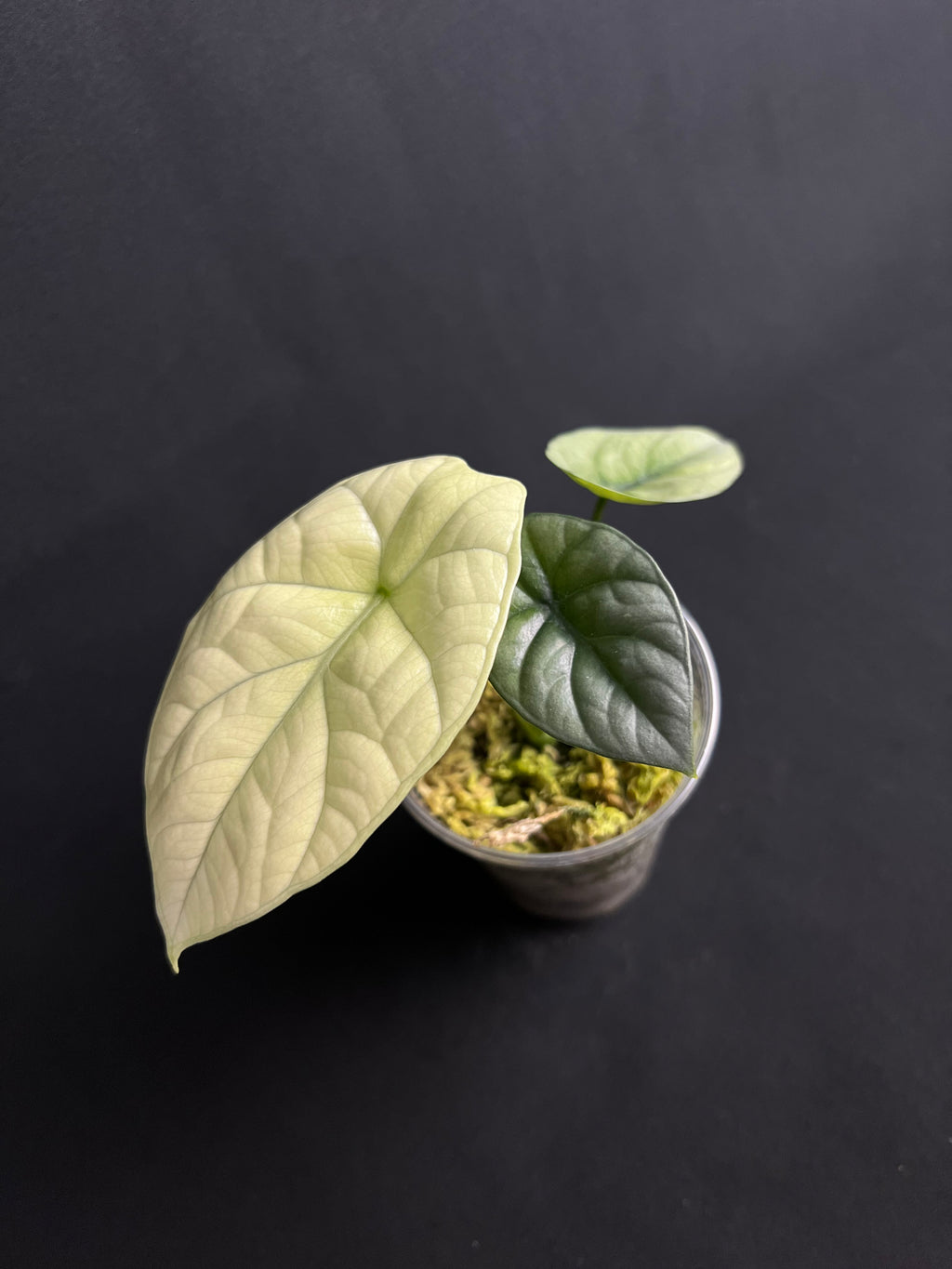 Alocasia Sinuata Mint Variegata #1