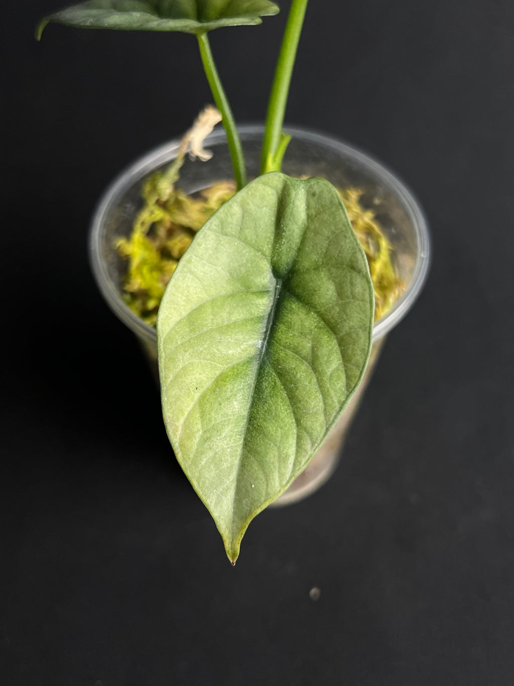 Alocasia Sinuata Mint Variegata #1