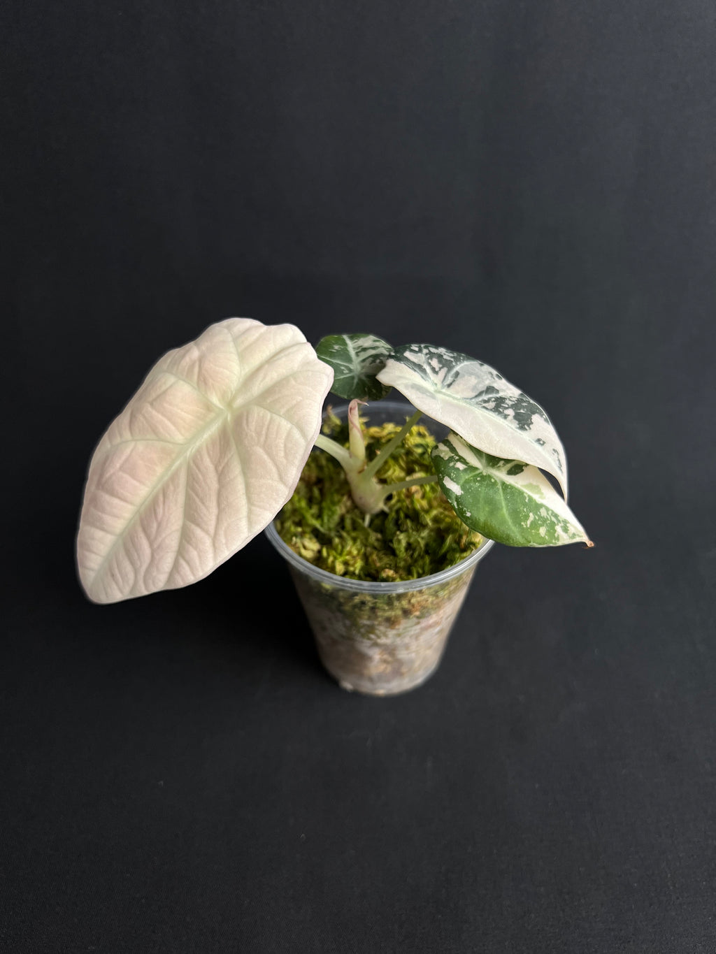Alocasia Reginula 'Black Velvet' Rose Variegata #1