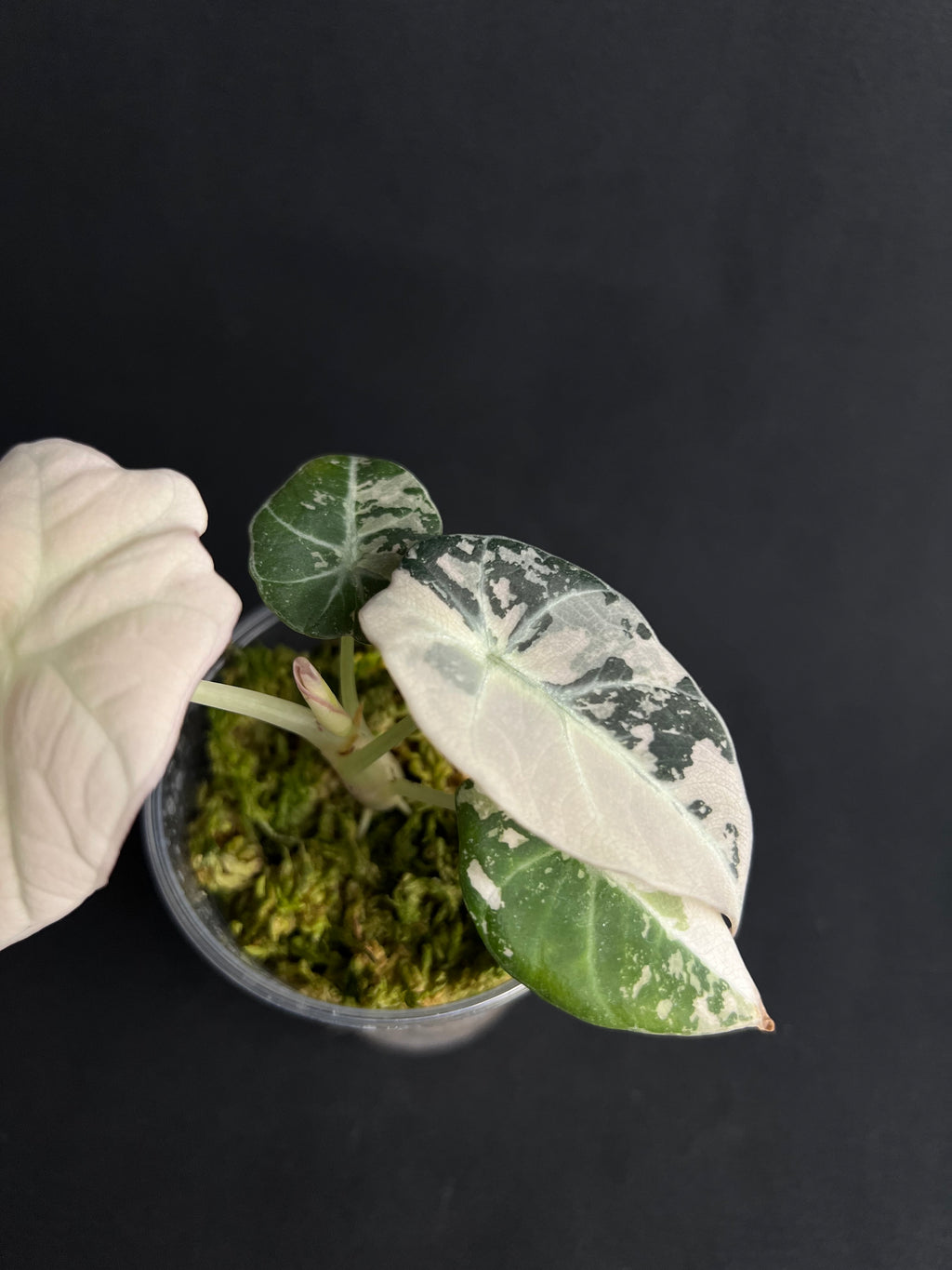 Alocasia Reginula 'Black Velvet' Rose Variegata #1