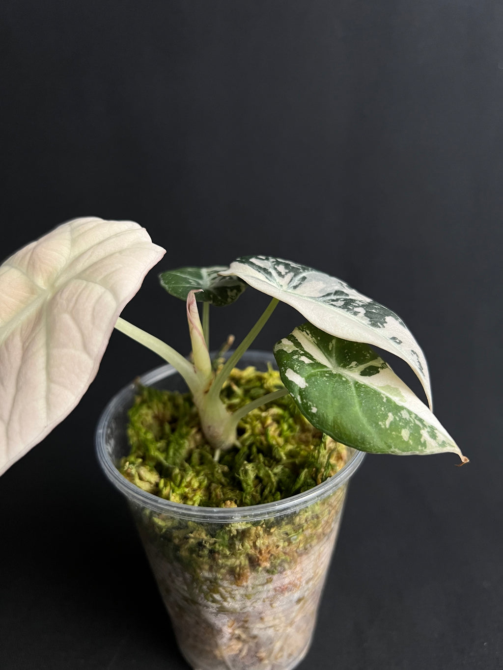 Alocasia Reginula 'Black Velvet' Rose Variegata #1