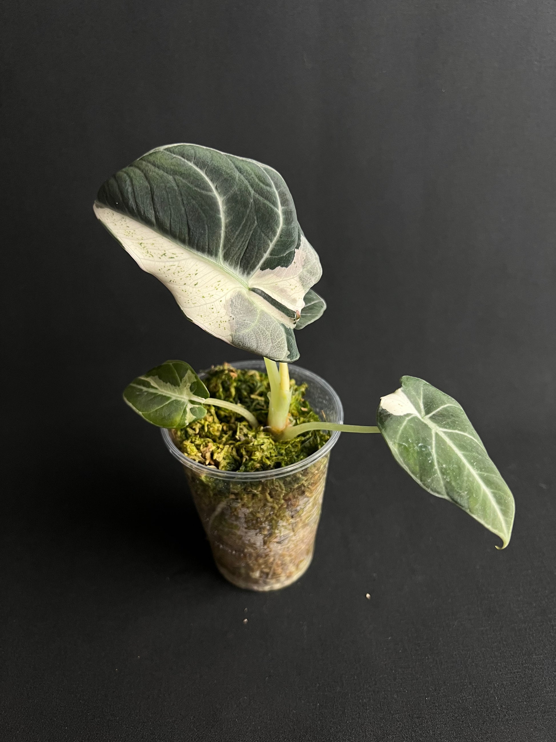 Alocasia Reginula 'Black Velvet' Lave Variegata #1