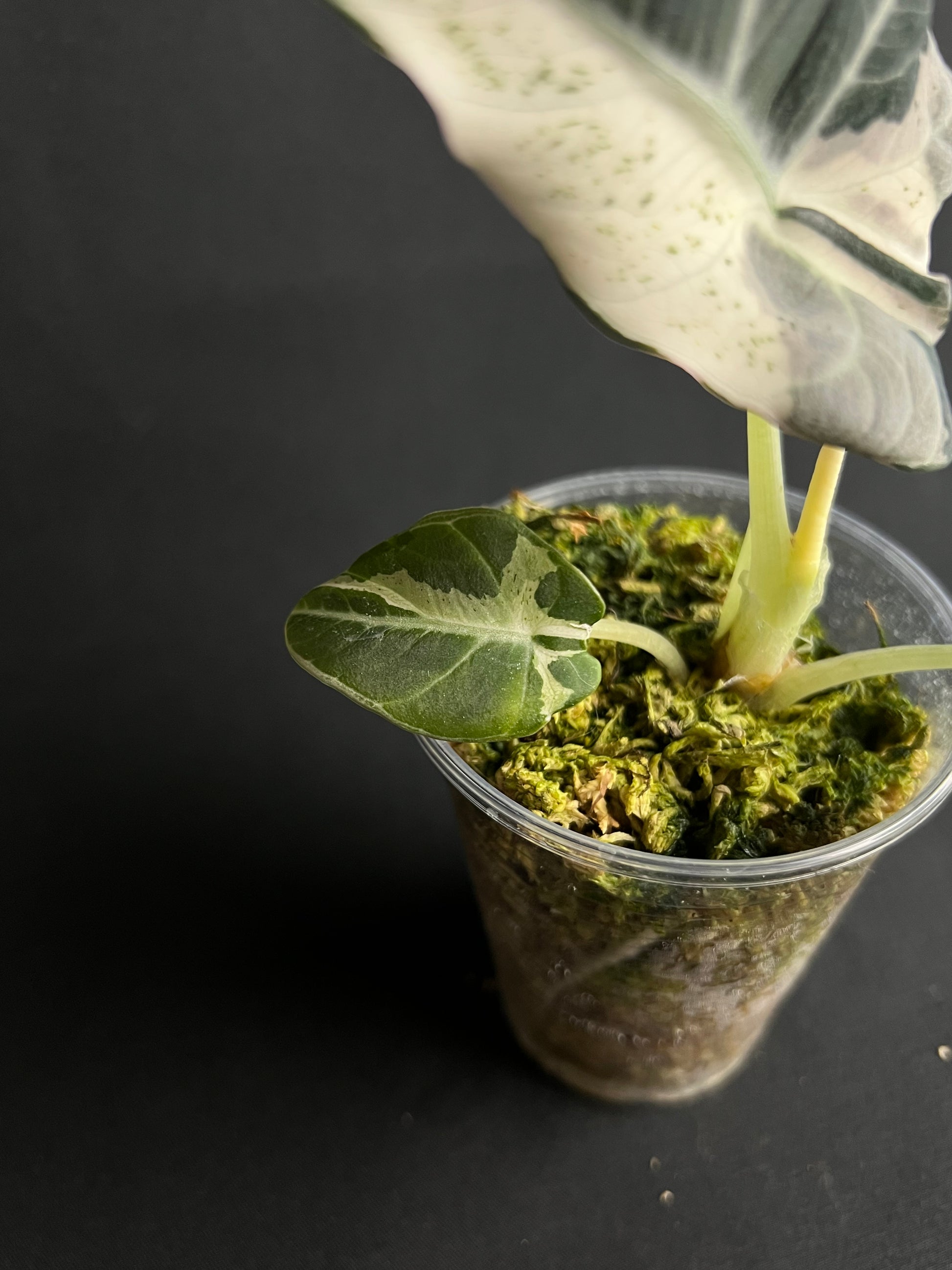 Alocasia Reginula 'Black Velvet' Lave Variegata #1