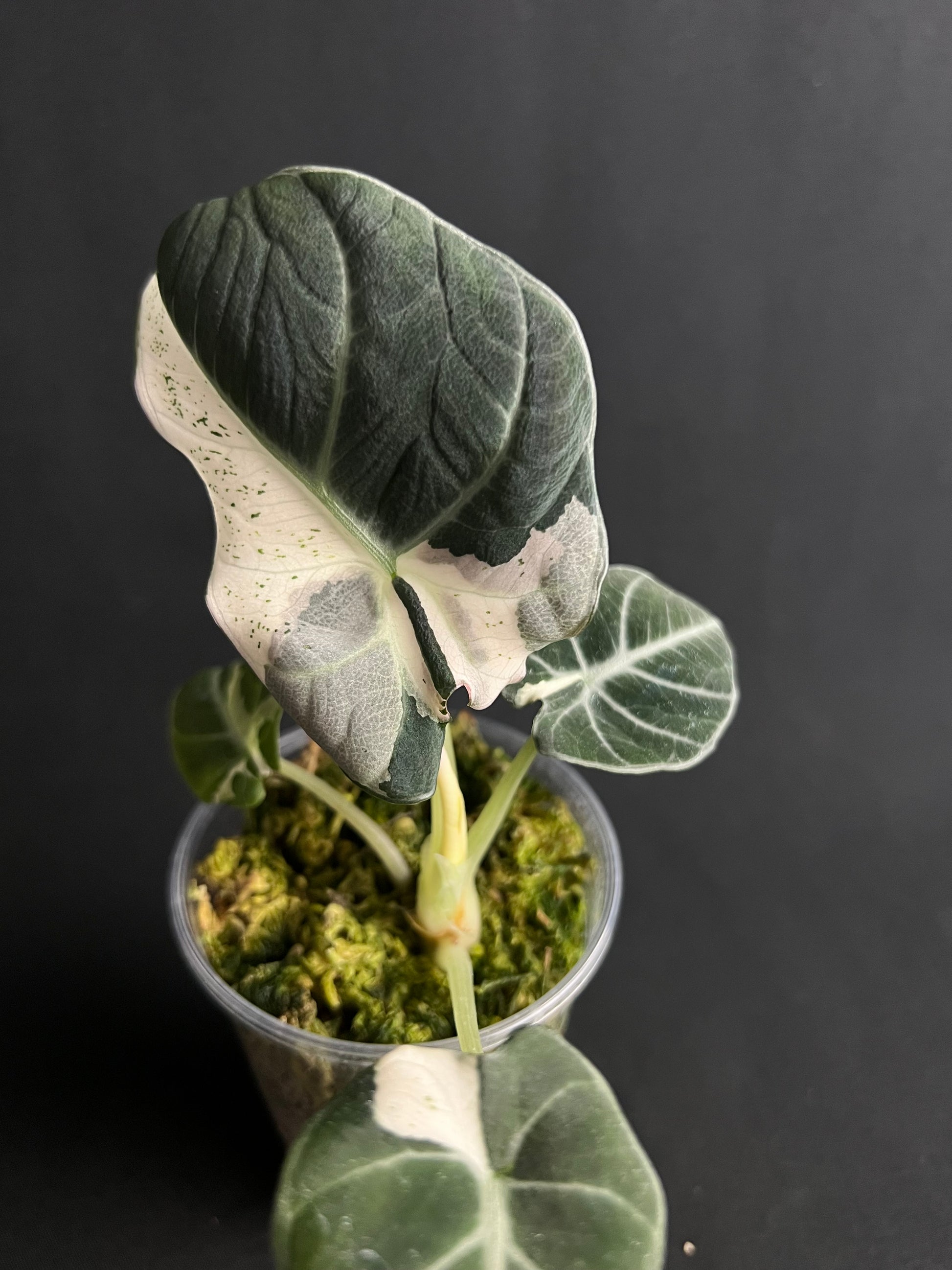 Alocasia Reginula 'Black Velvet' Lave Variegata #1