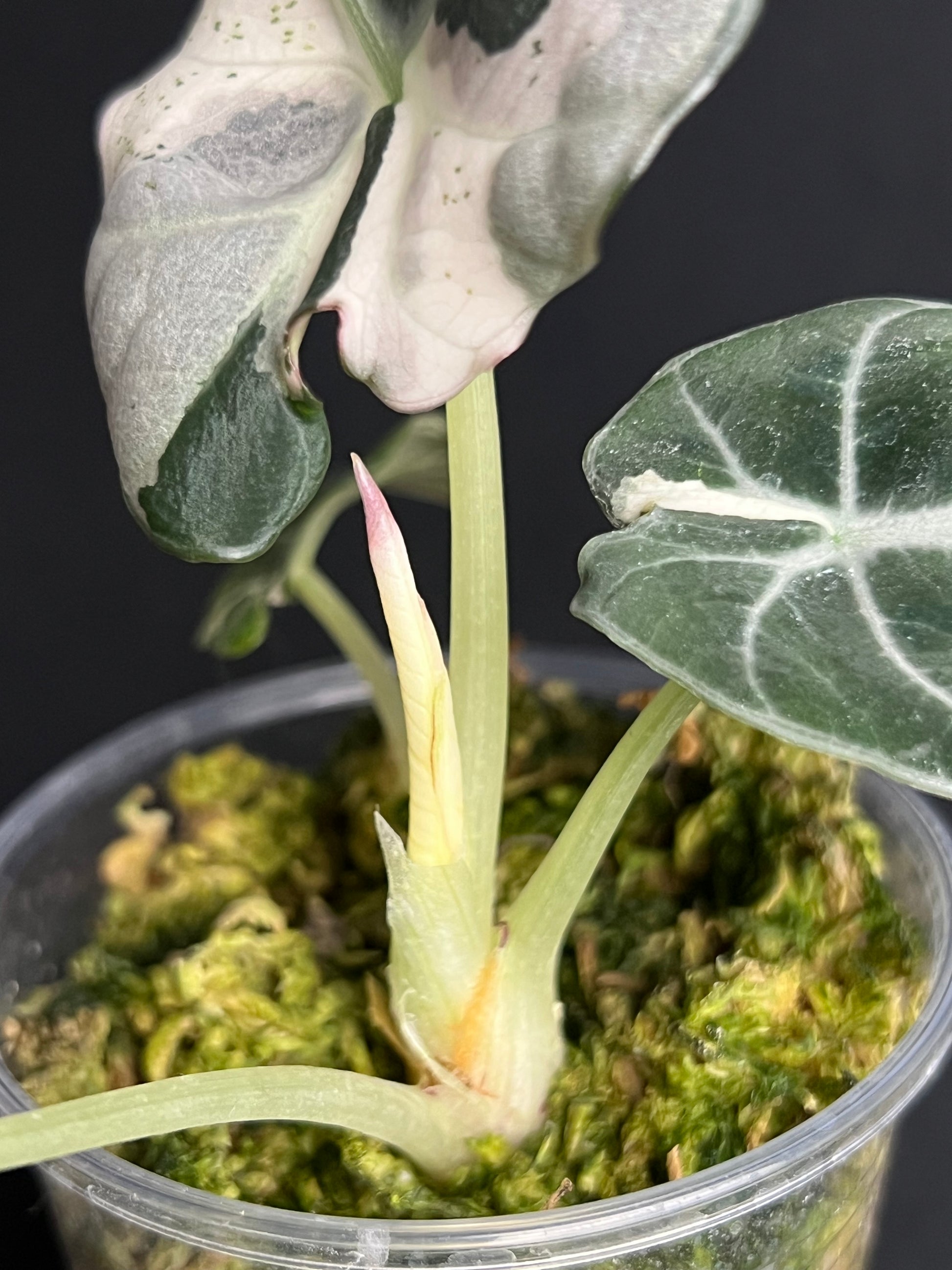 Alocasia Reginula 'Black Velvet' Lave Variegata #1