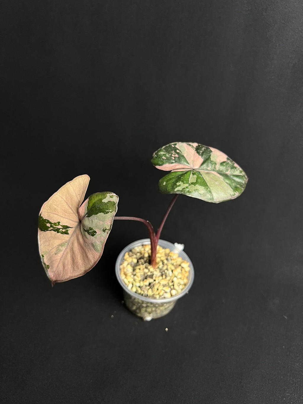Alocasia 'Serendipity' Variegata #2