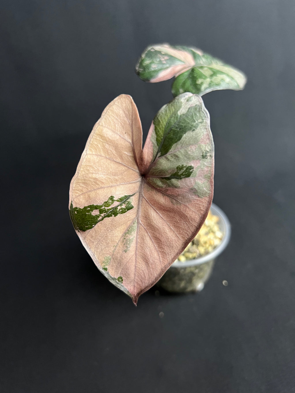 Alocasia 'Serendipity' Variegata #2