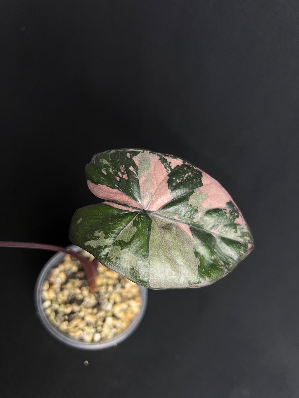 Alocasia 'Serendipity' Variegata #2
