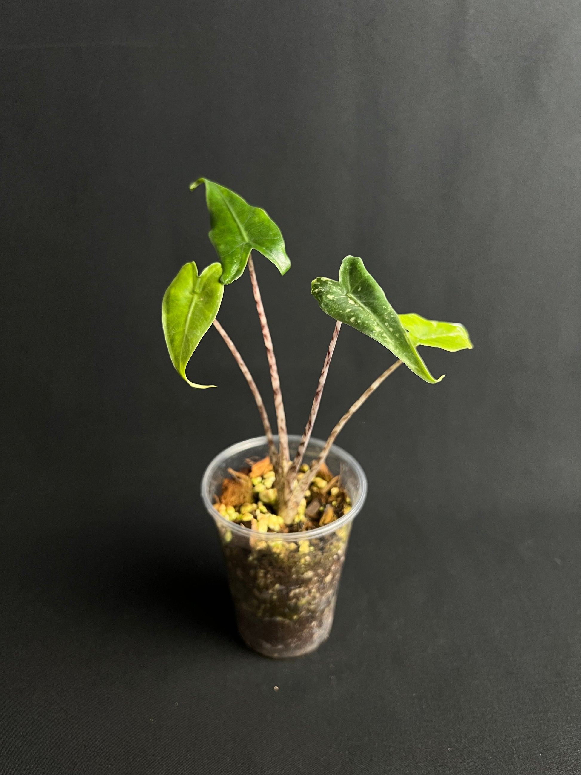 Alocasia Zebrina 'Tigre de Sibérie' Albo Variegata #1