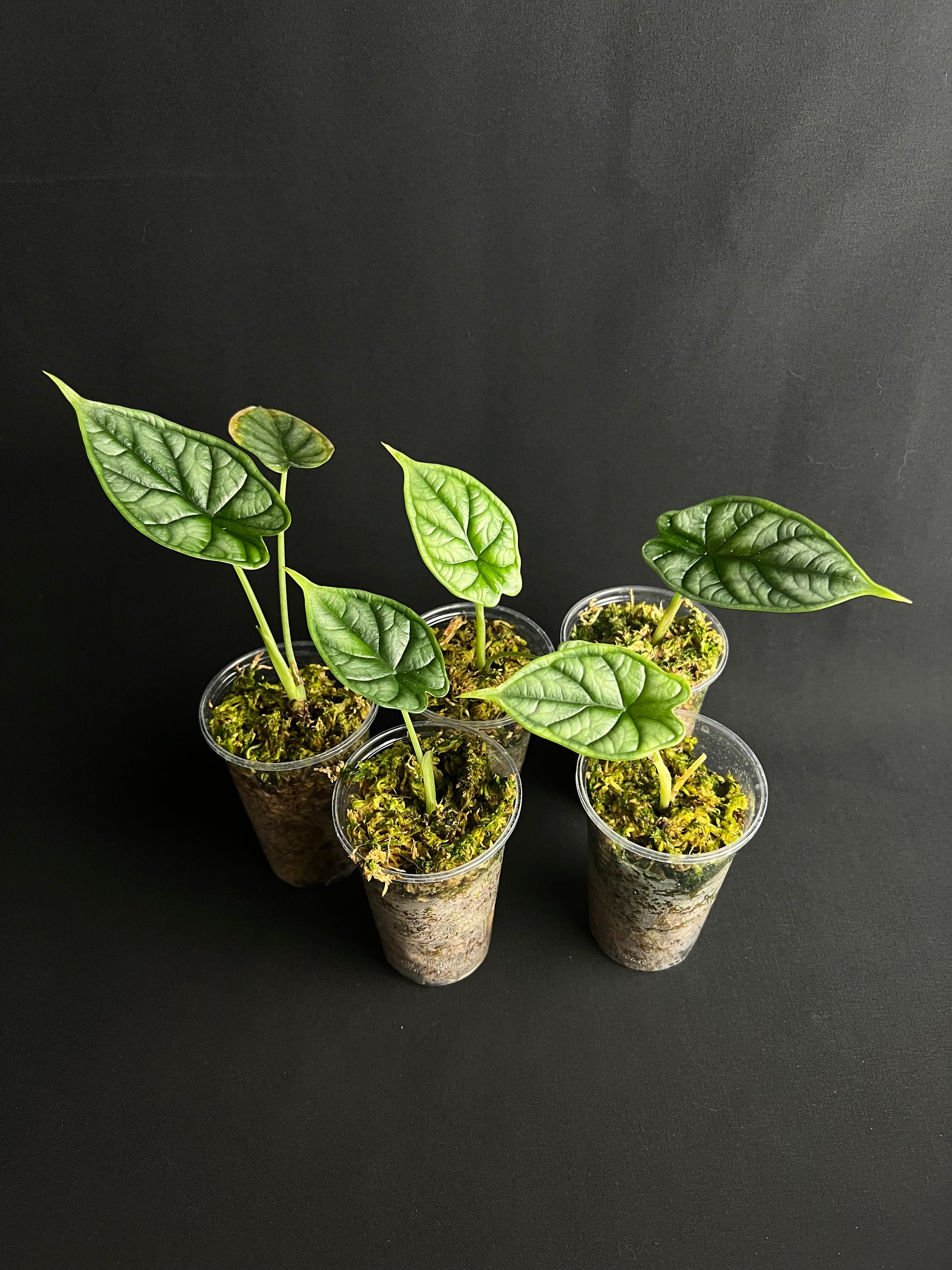 Alocasia Baginda 'Écaille de Dragon'
