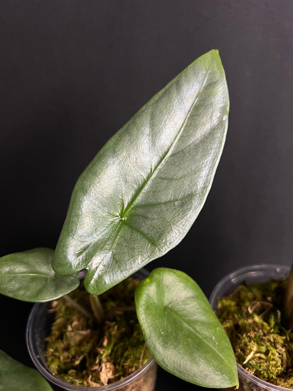Alocasia 'Corazon'