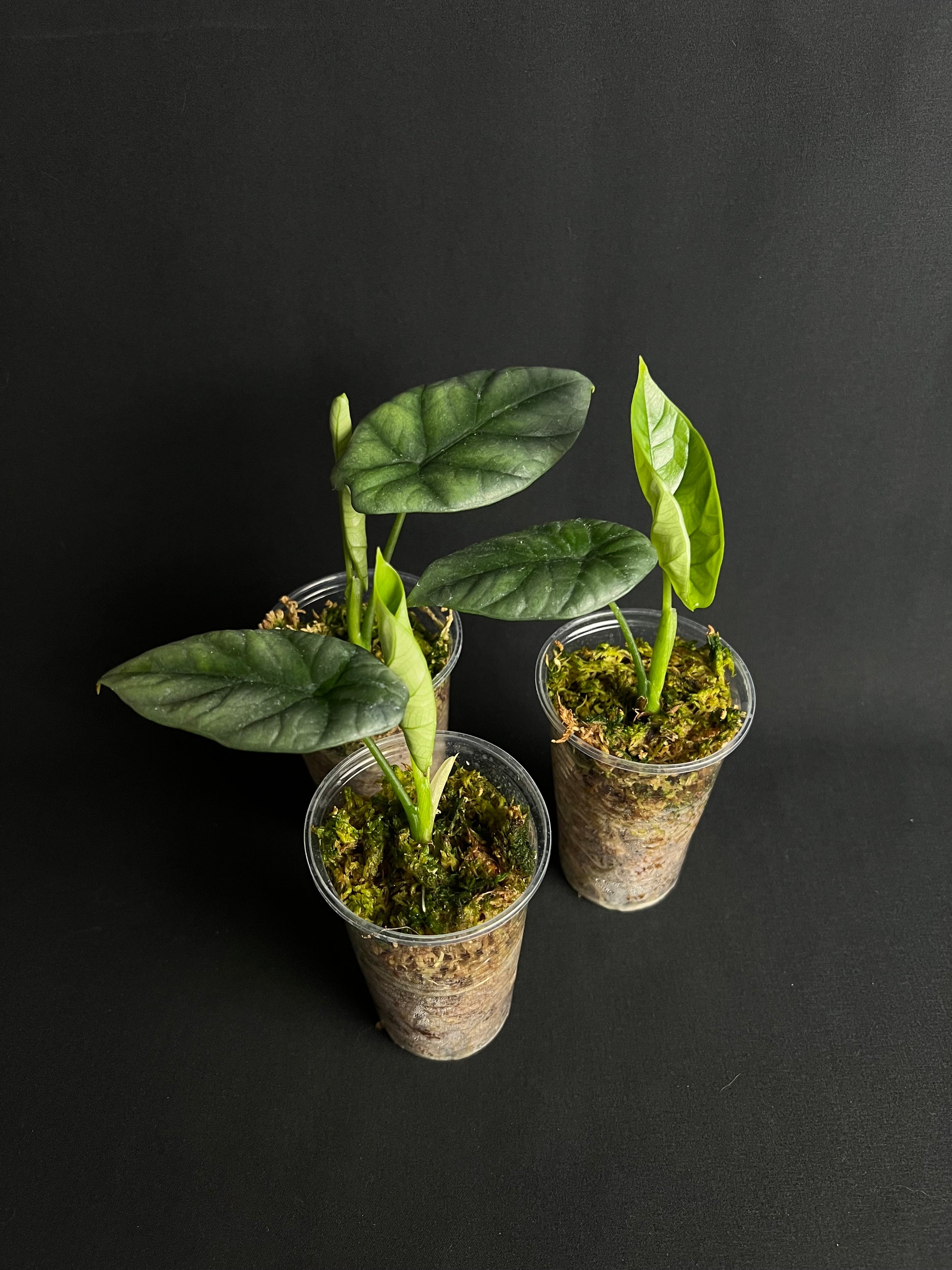 Alocasia Sinuata