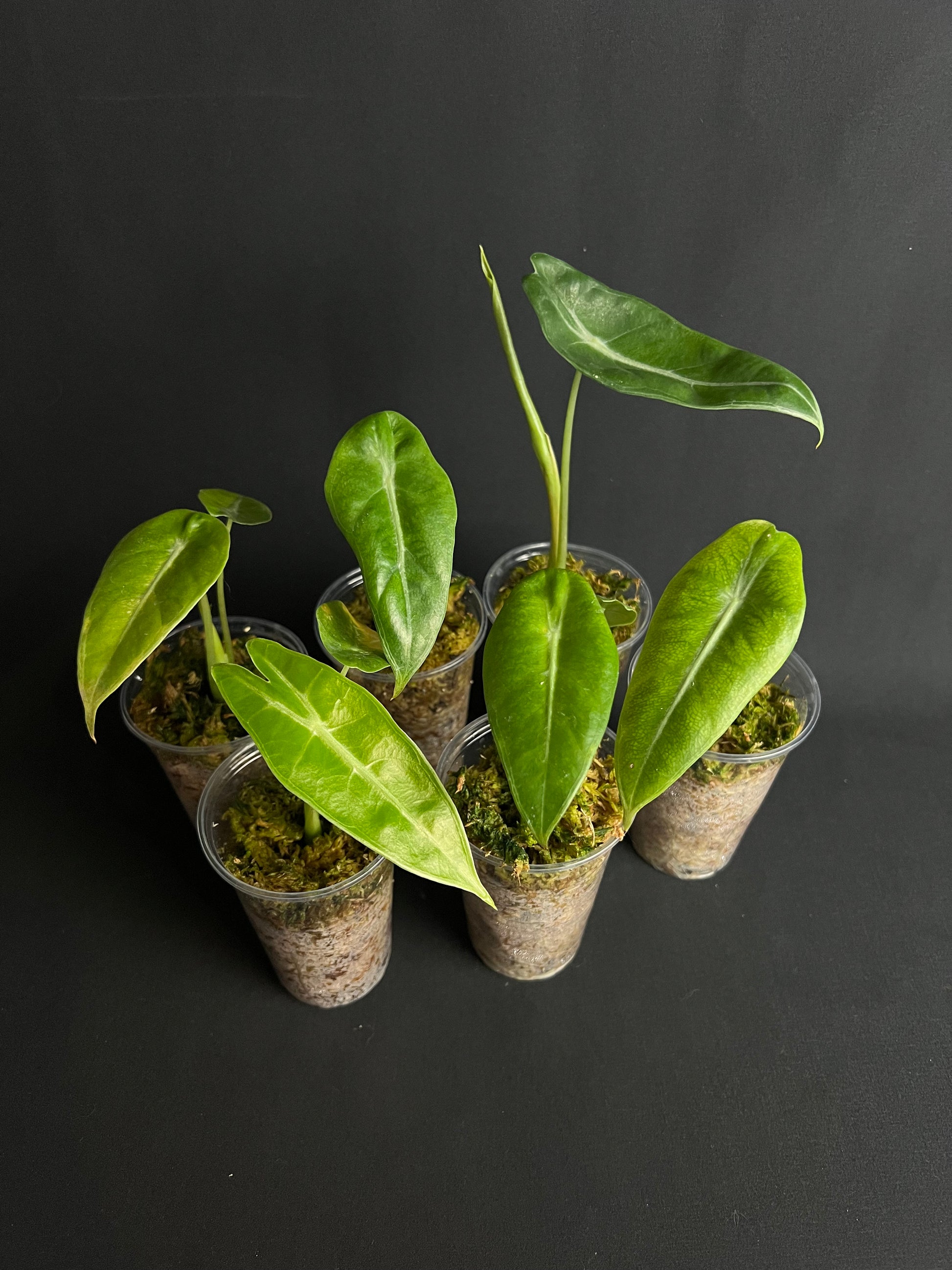 Alocasia Longiloba 'Gold'