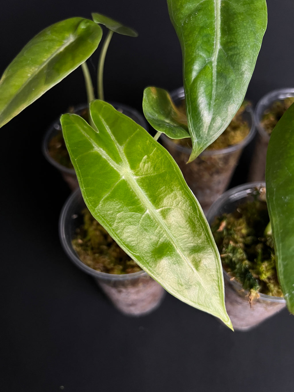 Alocasia Longiloba 'Gold'
