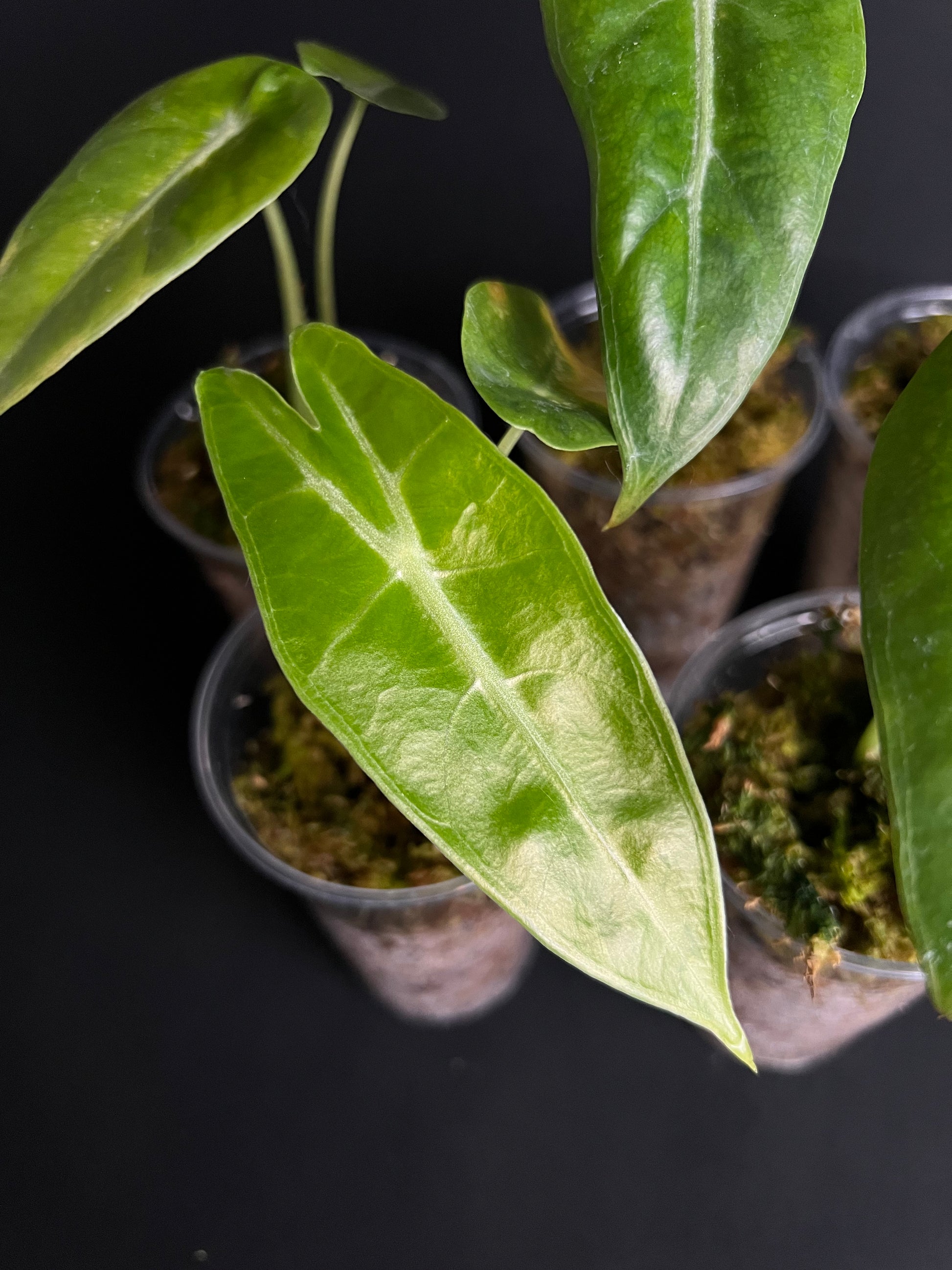Alocasia Longiloba 'Gold'