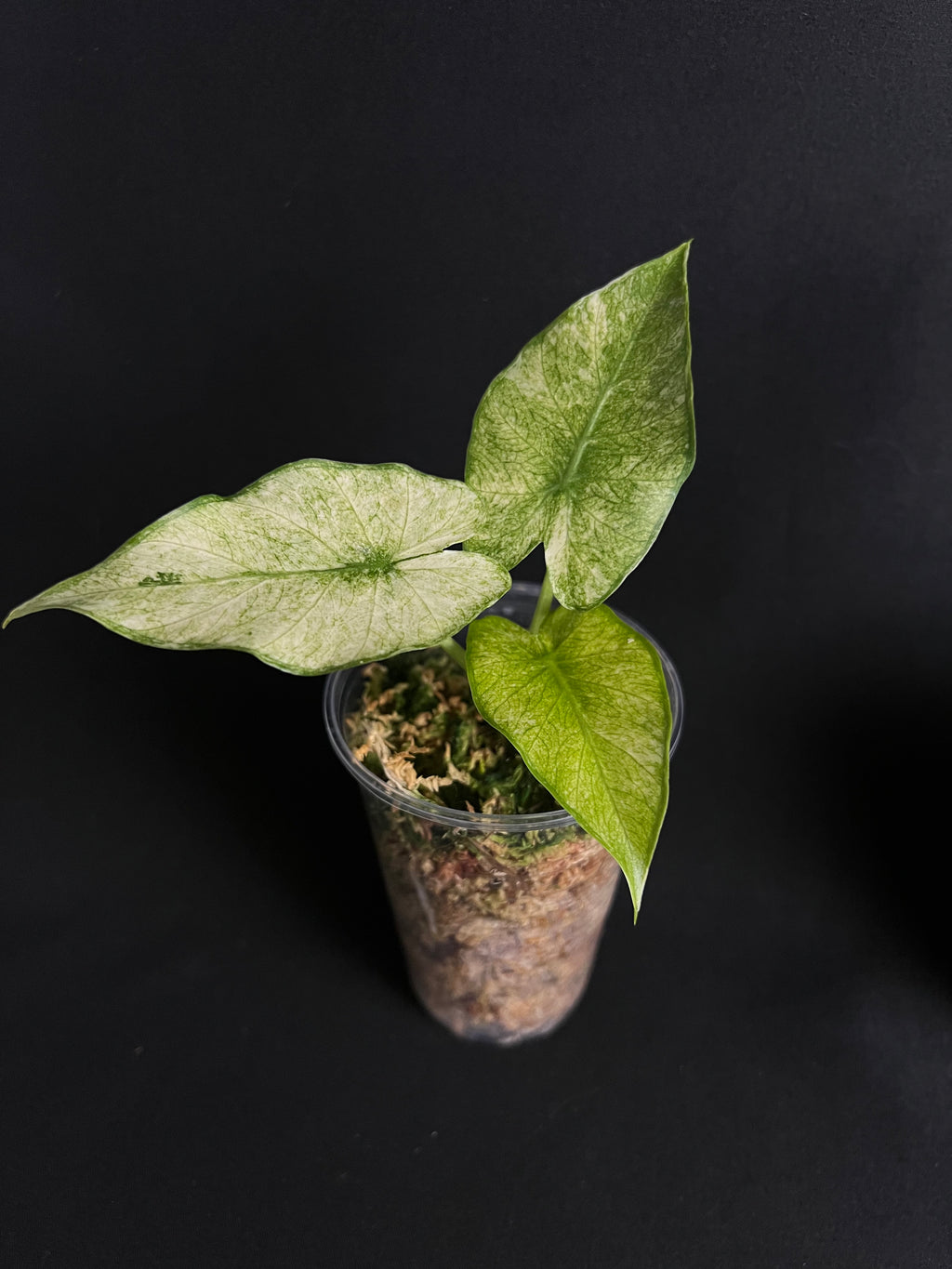 Alocasia 'Gageana' Albo Variegata