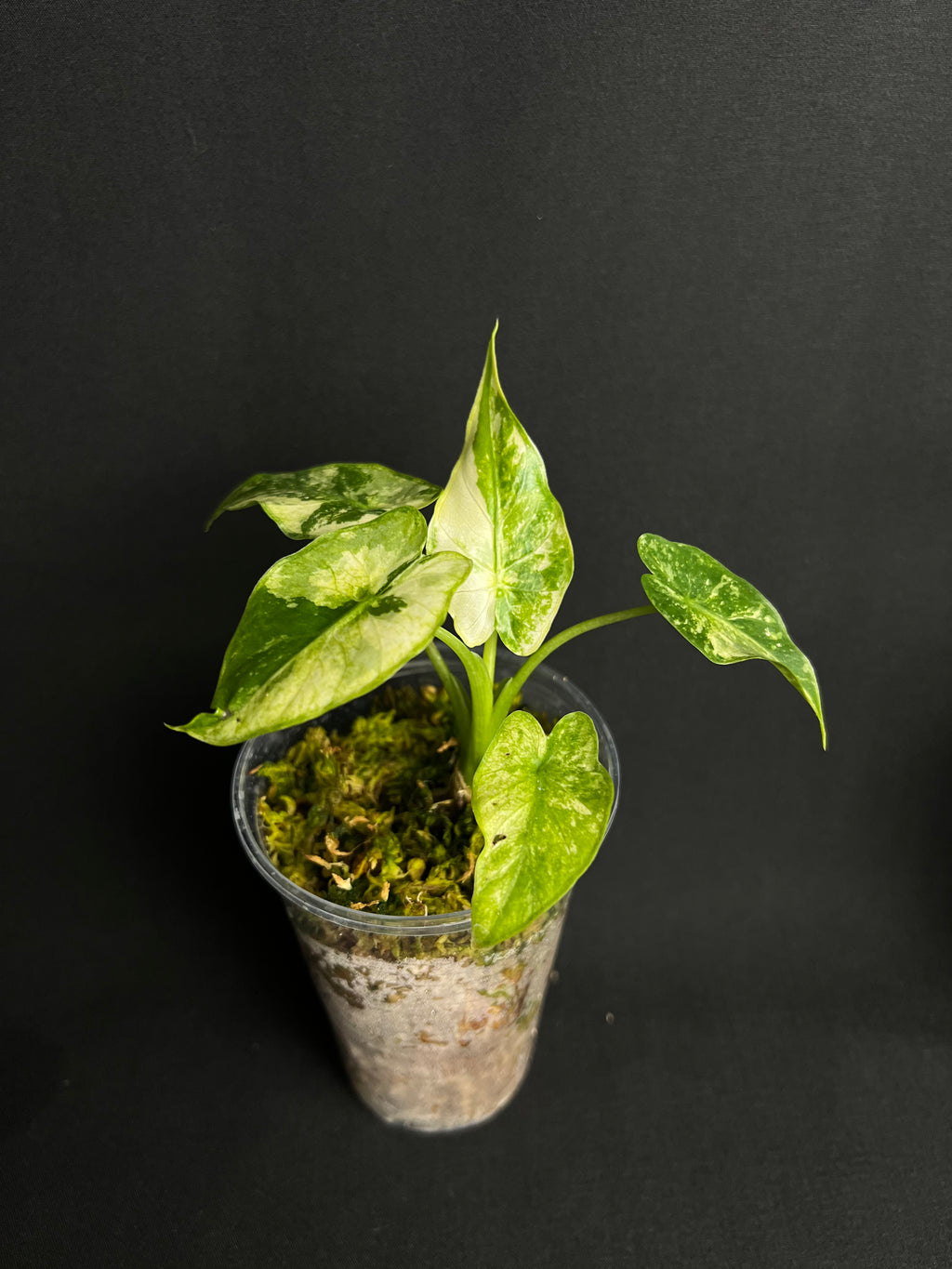Alocasia 'Gageana' Albo Variegata