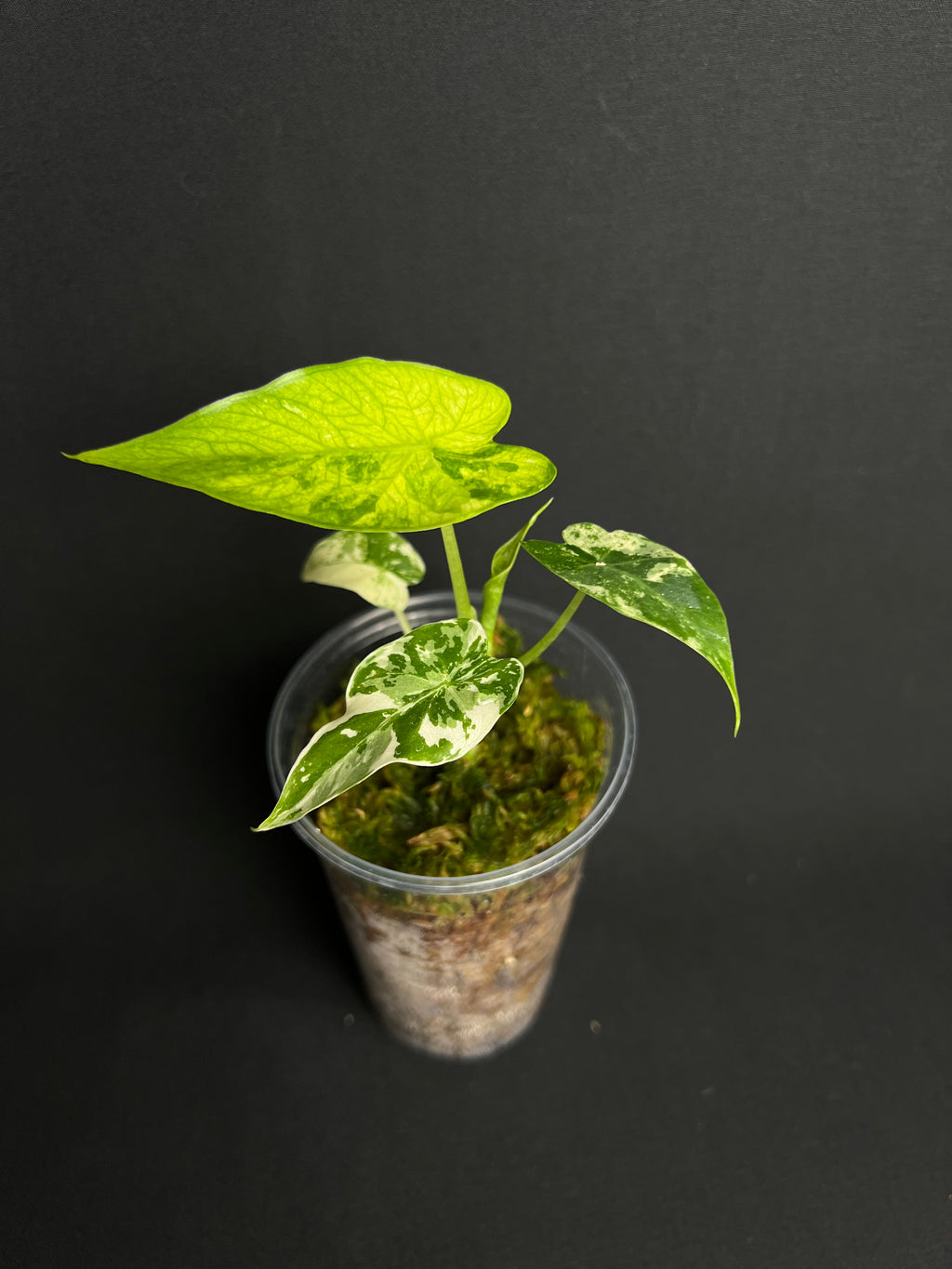 Alocasia 'Gageana' Albo Variegata