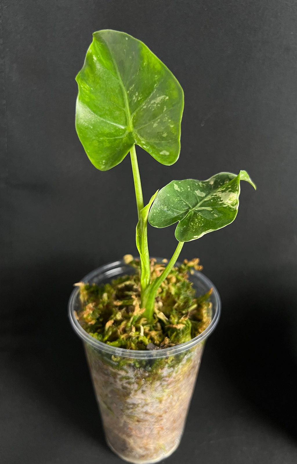 Alocasia 'Gageana' Albo Variegata