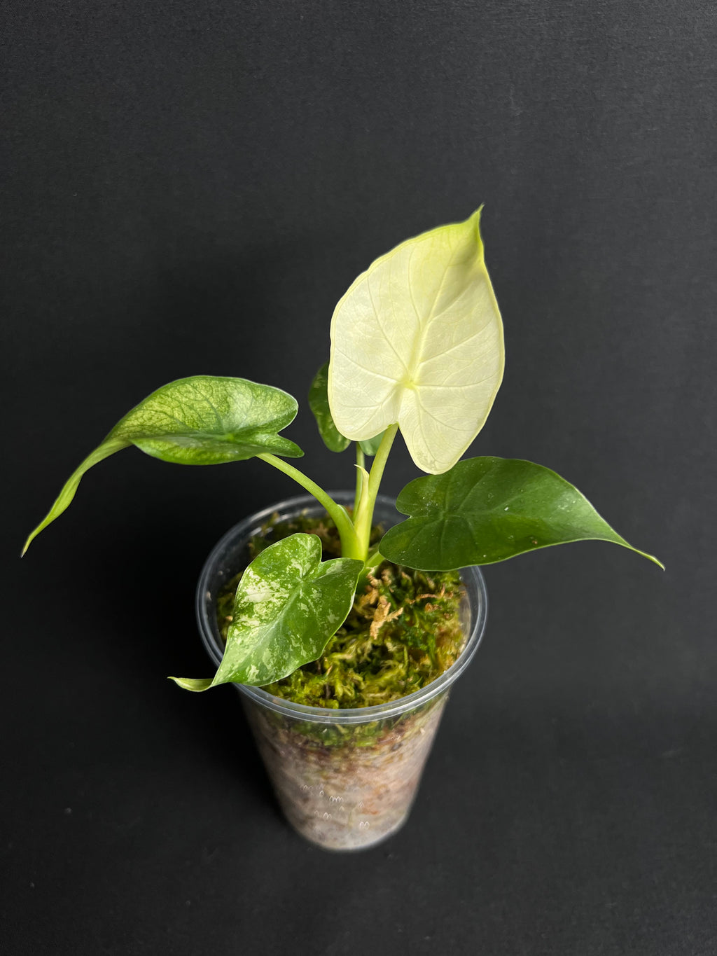 Alocasia 'Gageana' Albo Variegata