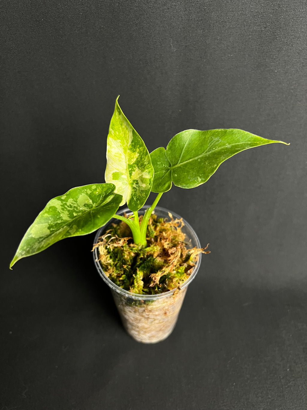 Alocasia 'Gageana' Albo Variegata