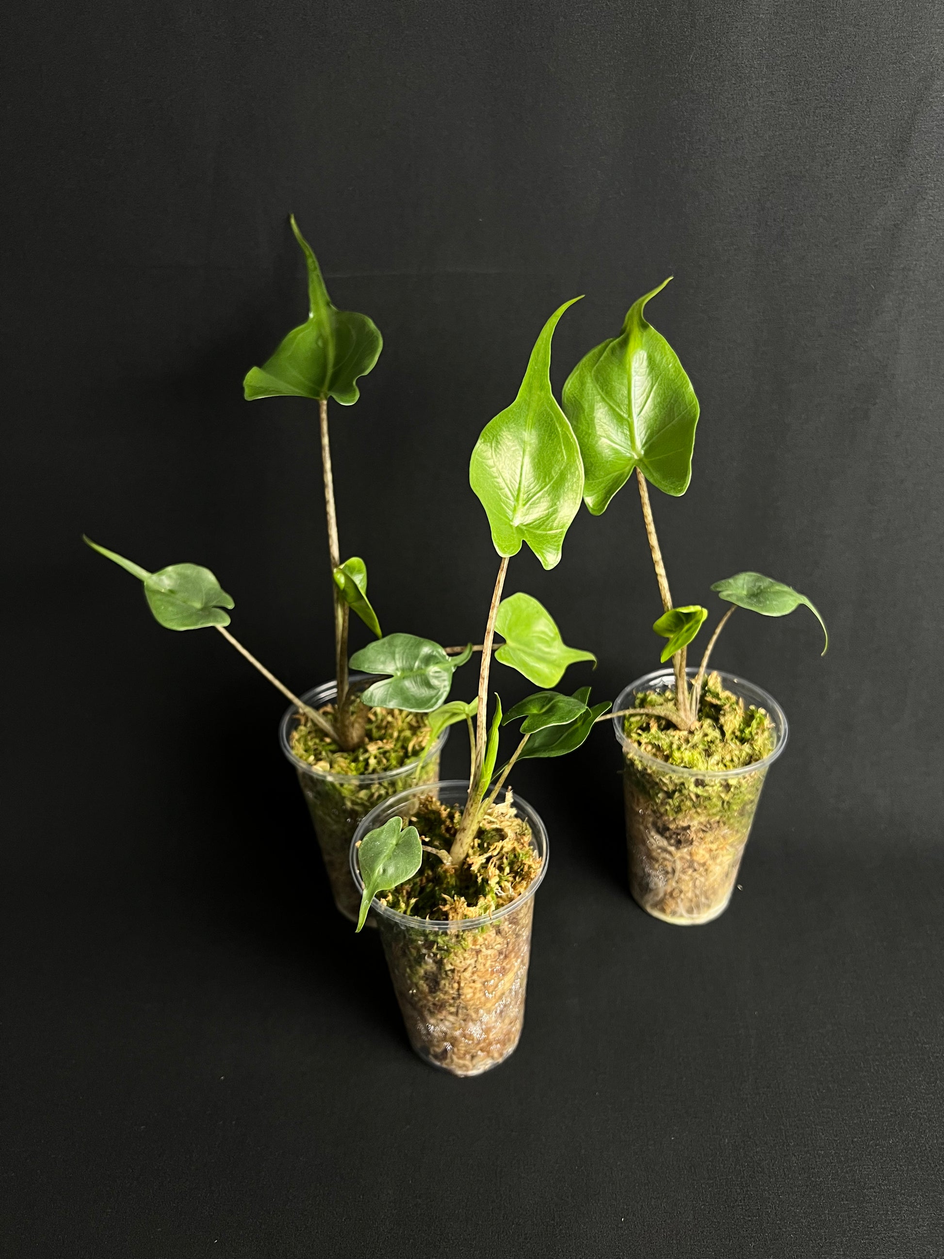 Alocasia Macrorrhizos 'Stingray' #1