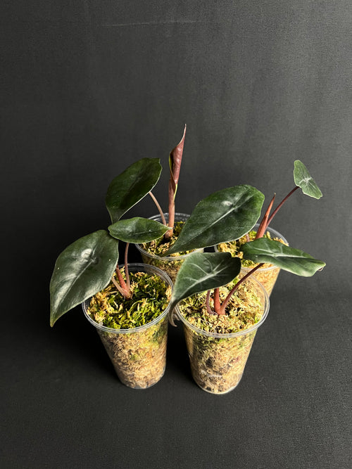 Alocasia 'Chantrierii'