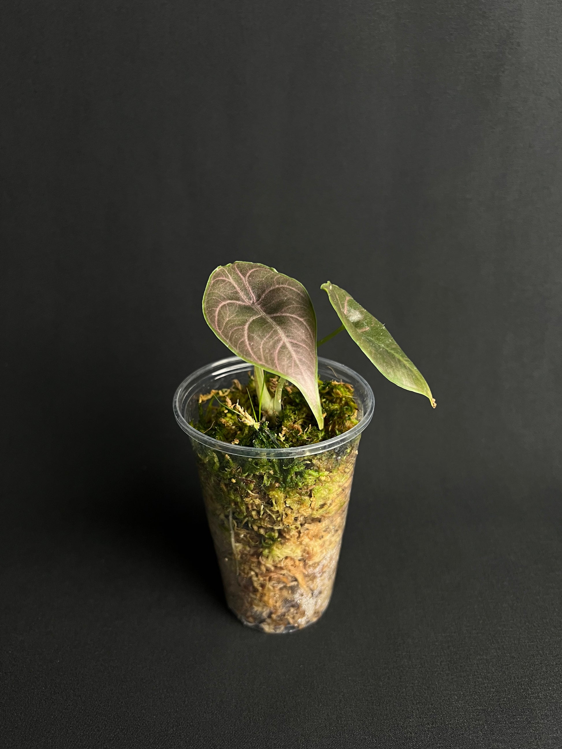 Alocasia Azlanii #1