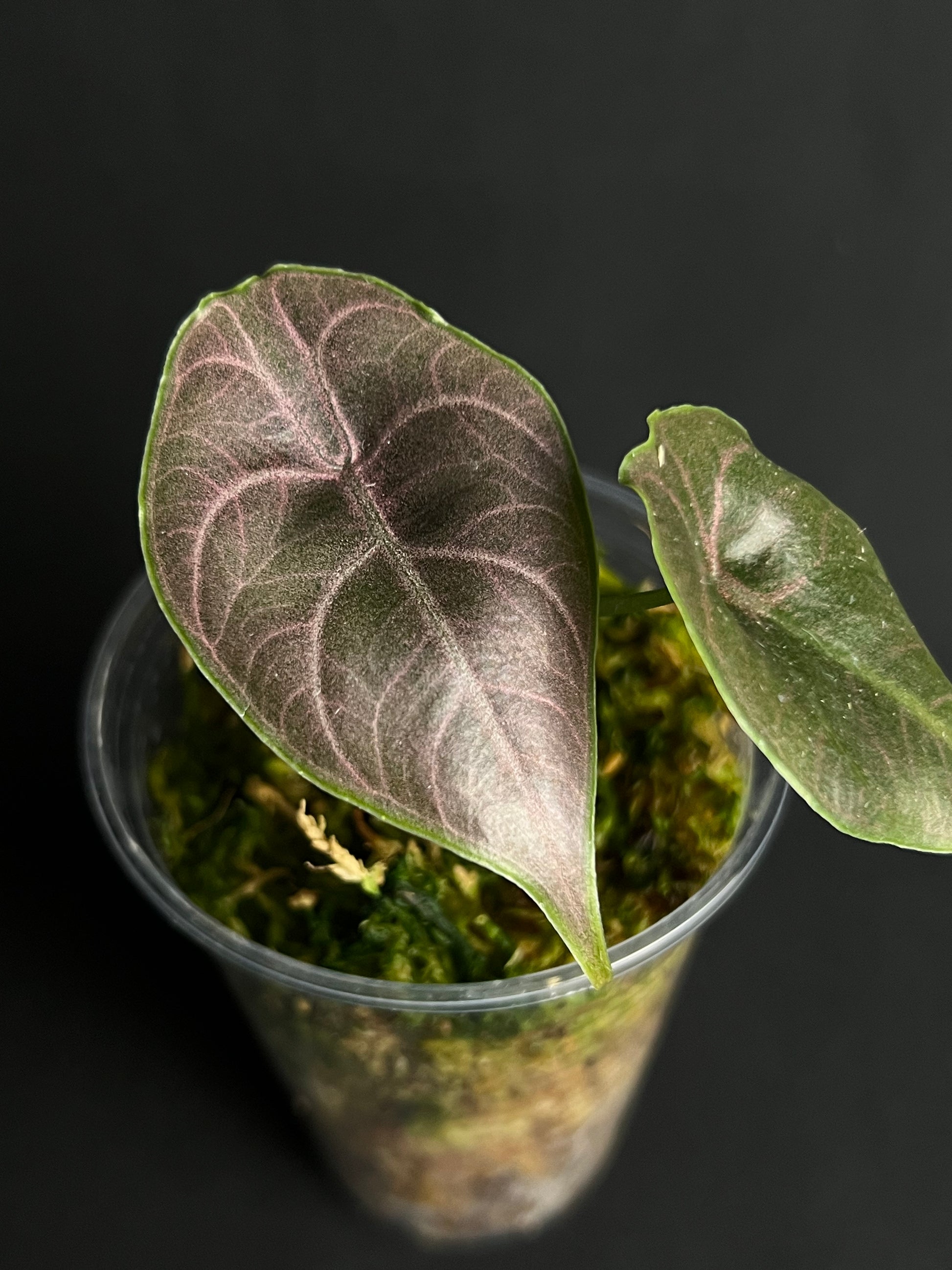 Alocasia Azlanii #1