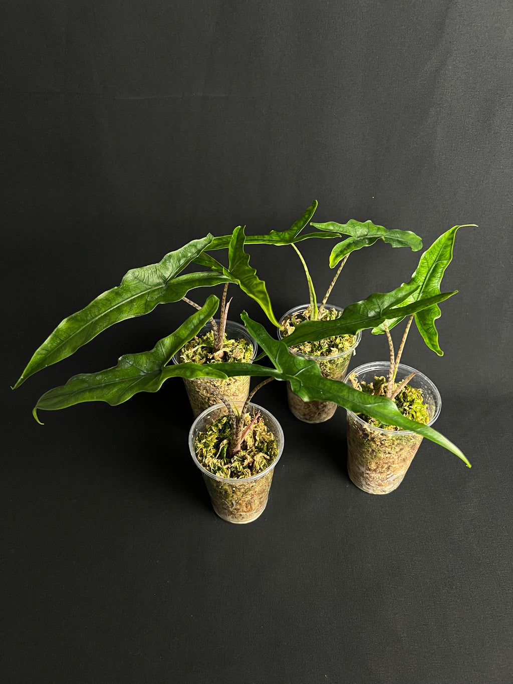 Alocasia sp Sulawesi 'Sabrina Narrow'