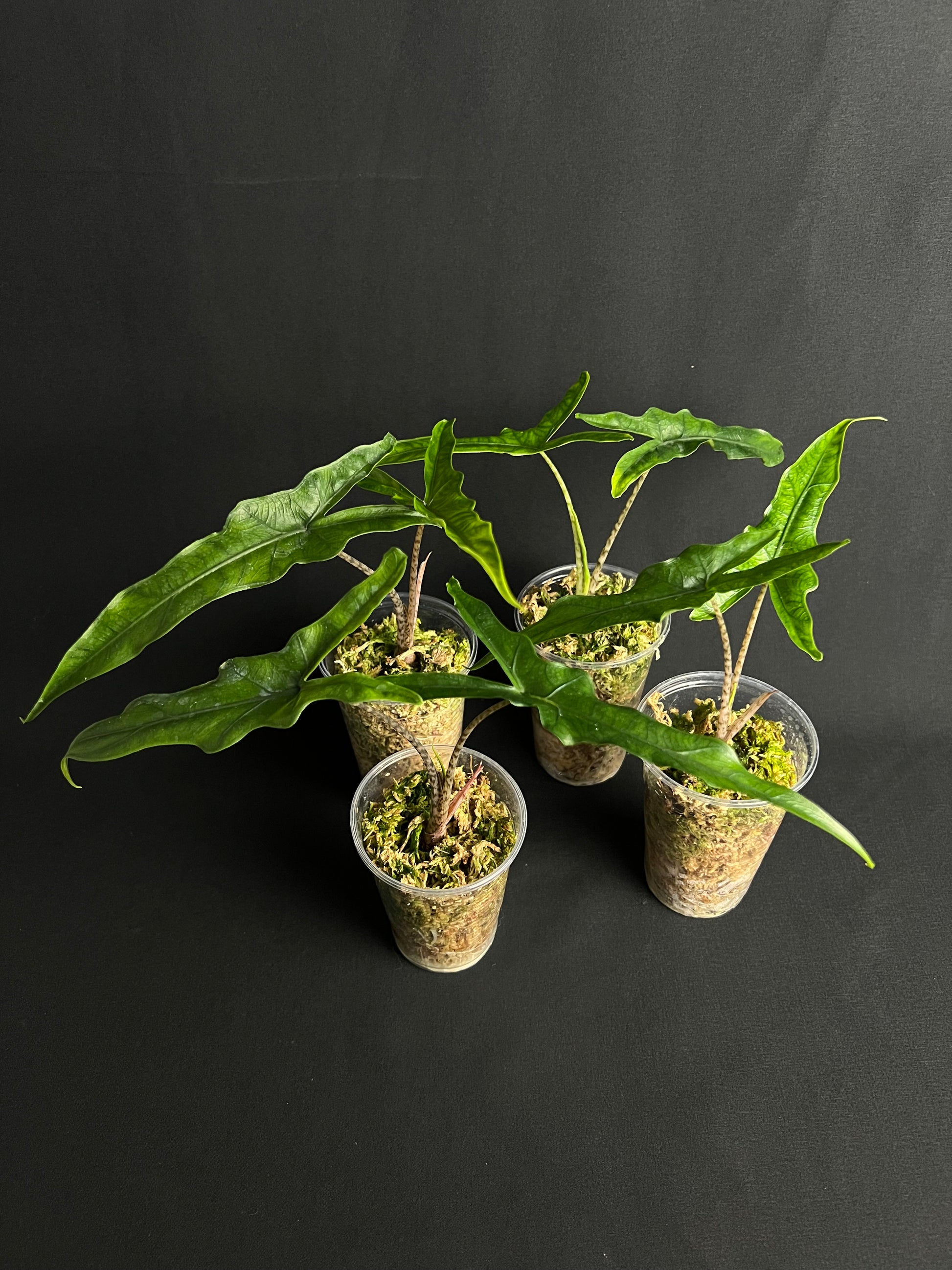 Alocasia sp Sulawesi 'Sabrina Narrow'