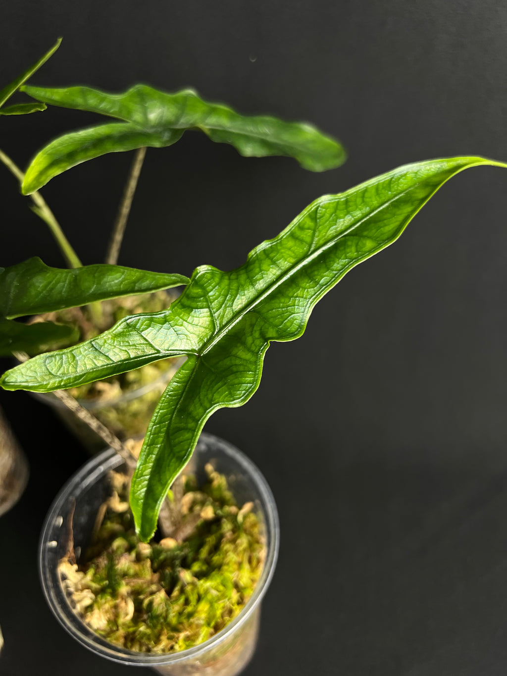 Alocasia sp Sulawesi 'Sabrina Narrow'
