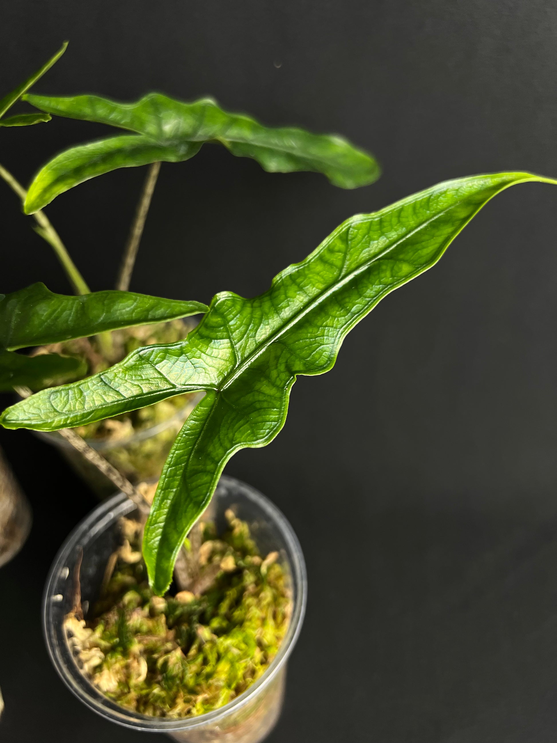 Alocasia sp Sulawesi 'Sabrina Narrow'