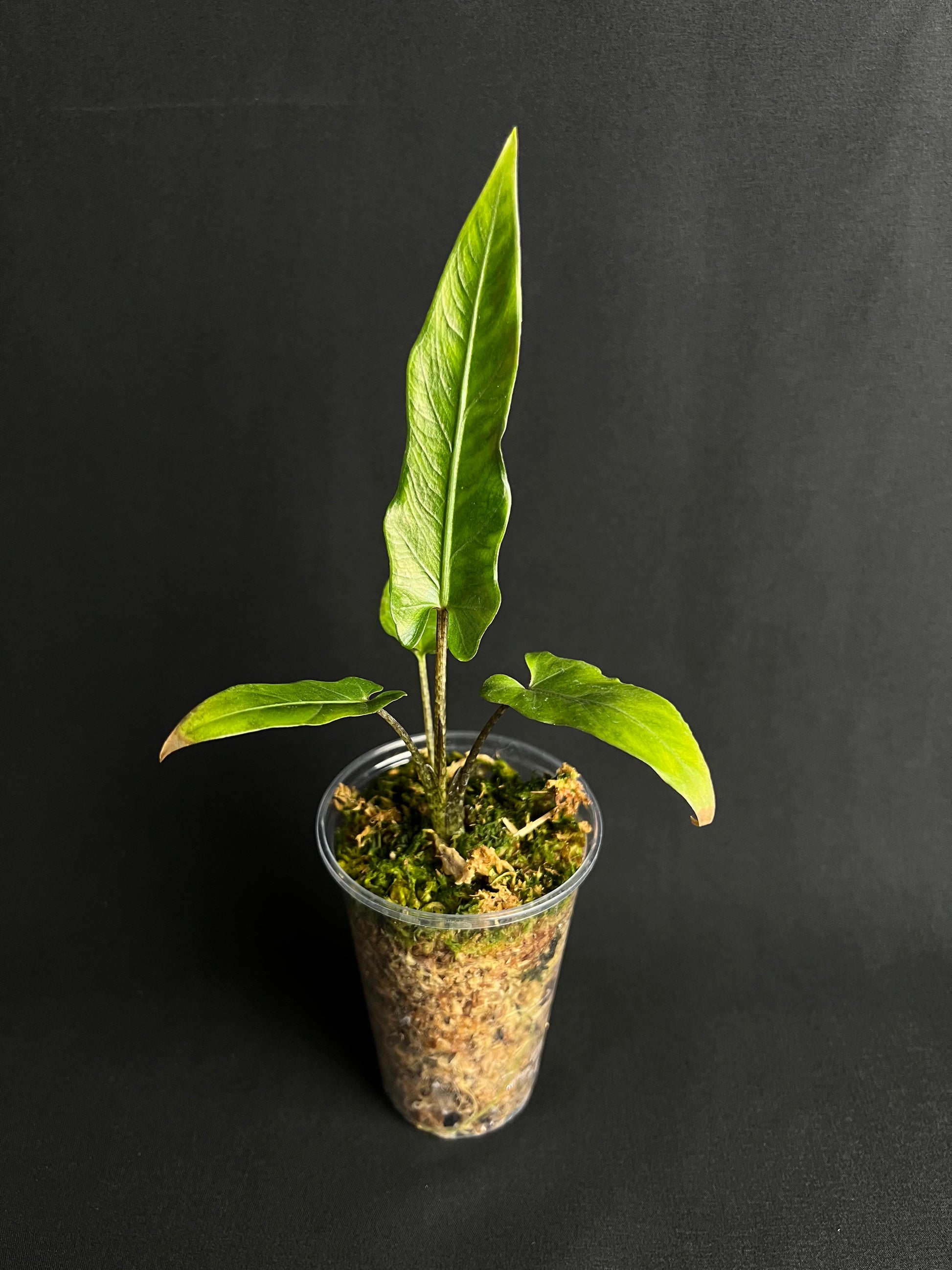Alocasia Lauterbachiana #1