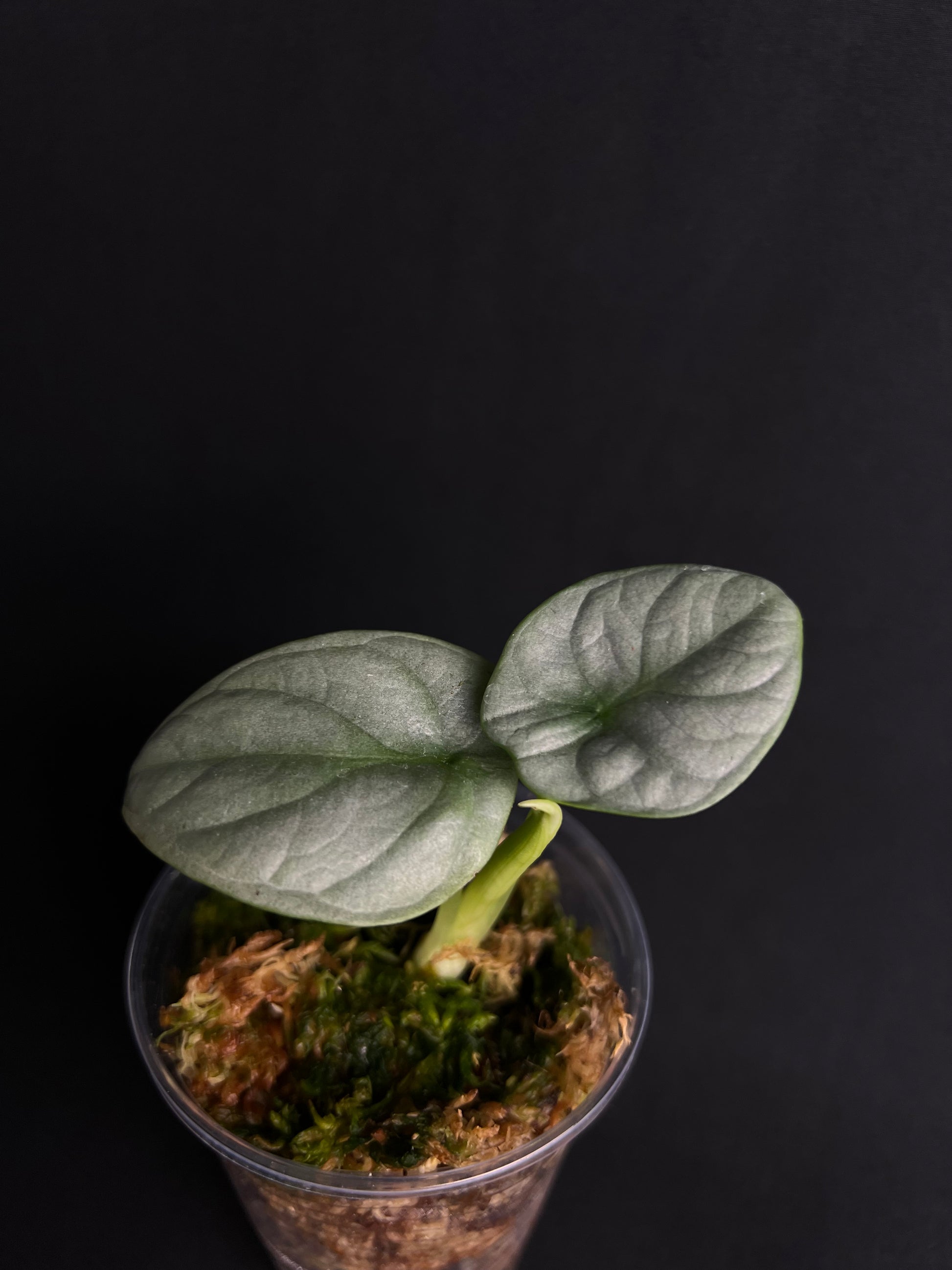 Alocasia Baginda 'Dragon d'Argent' #1