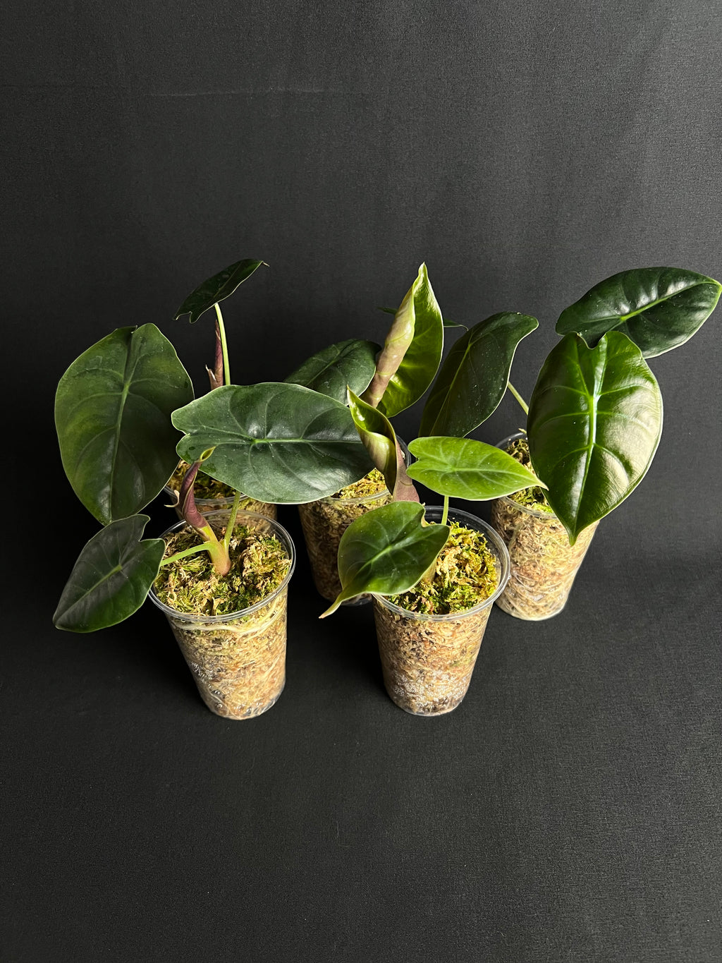 Alocasia 'Golden Bone'