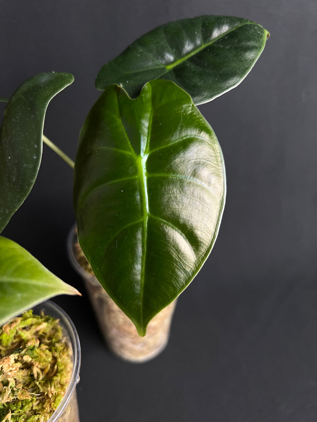 Alocasia 'Golden Bone'