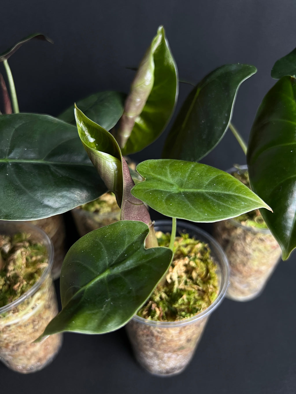 Alocasia 'Golden Bone'