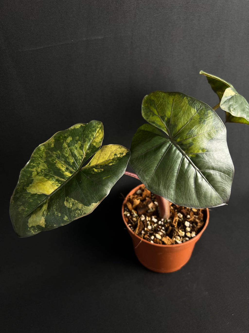 Alocasia 'Princesse du Yucatan' Aurea Variegata