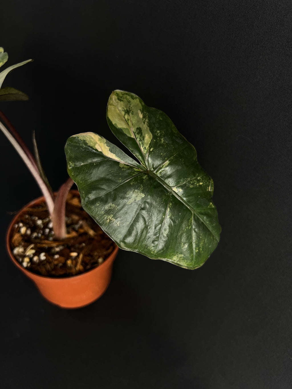 Alocasia 'Princesse du Yucatan' Aurea Variegata