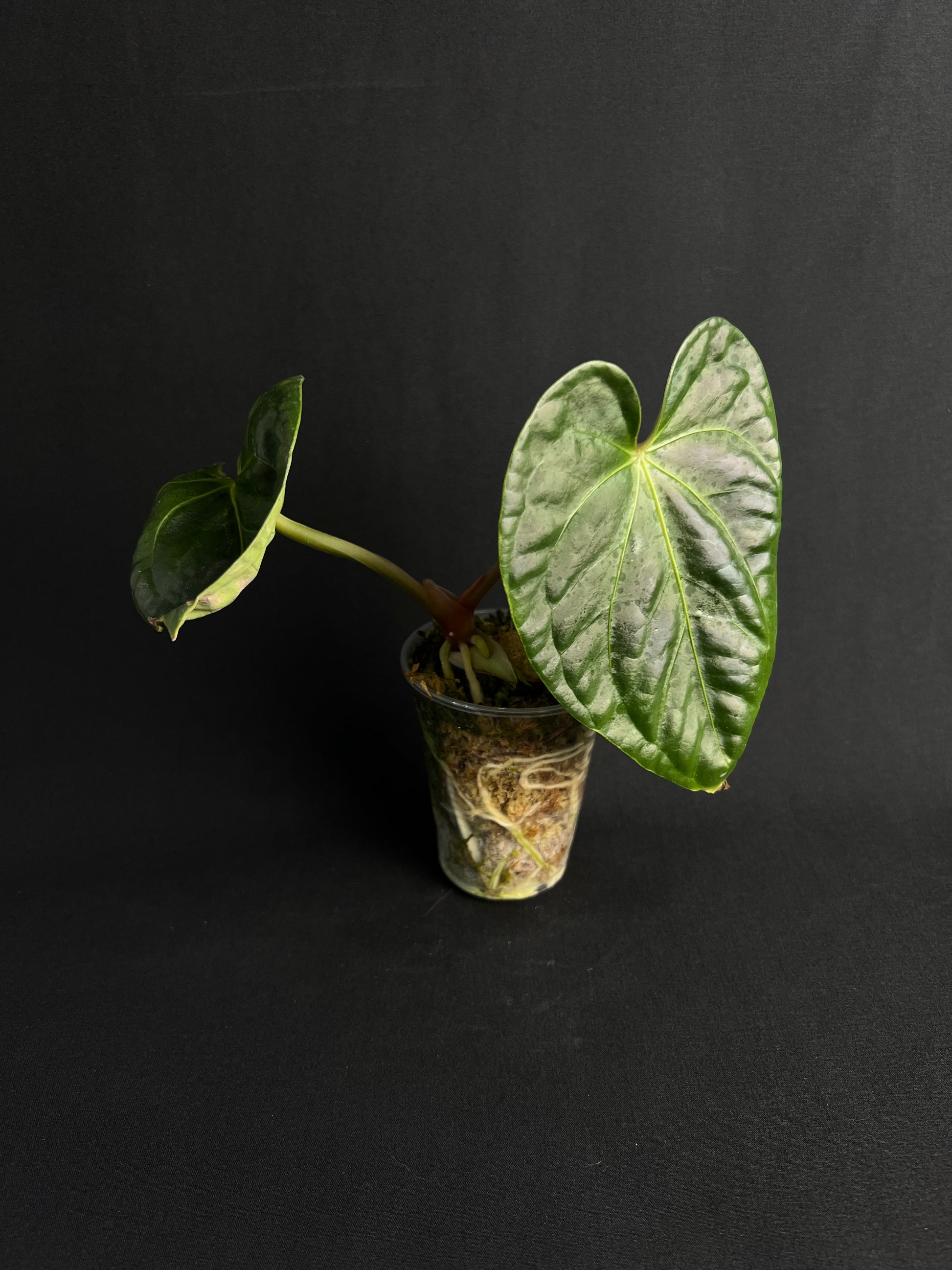 Anthurium Regale x Luxurians #1