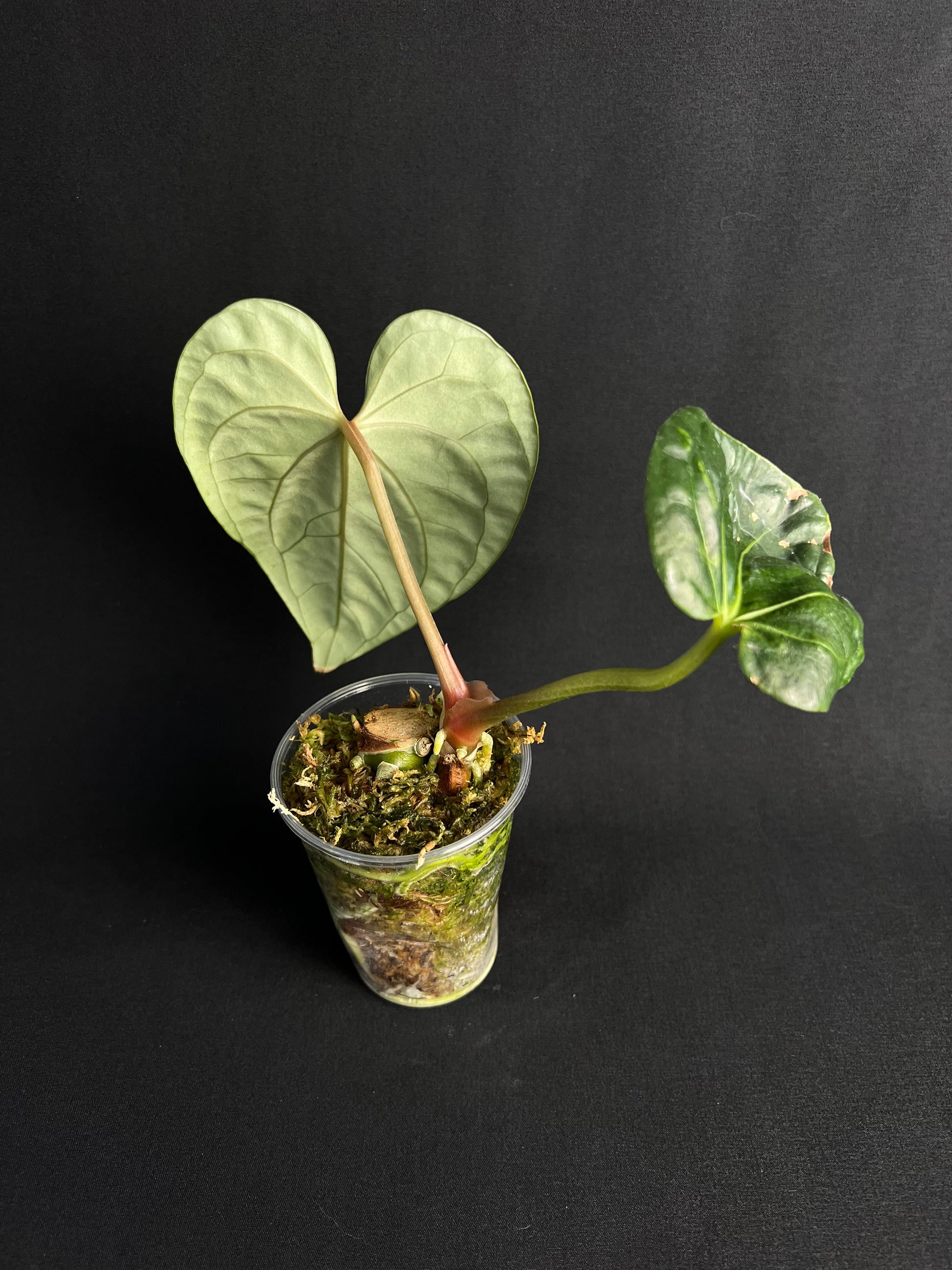 Anthurium Regale x Luxurians #1