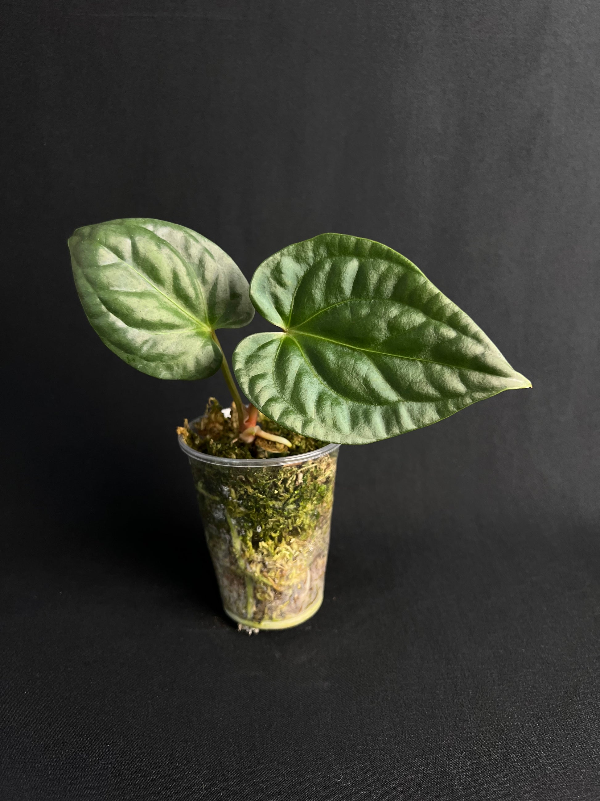 Anthurium Regale x Luxurians #2