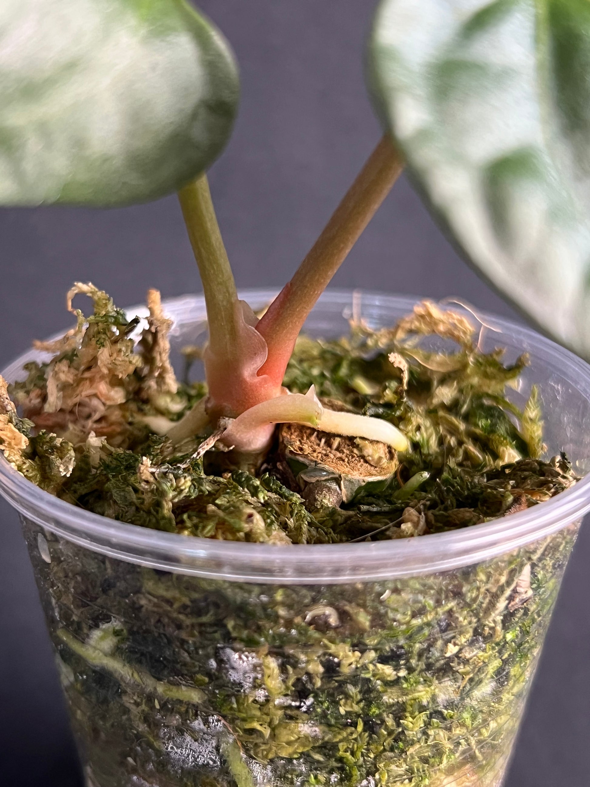 Anthurium Regale x Luxurians #2