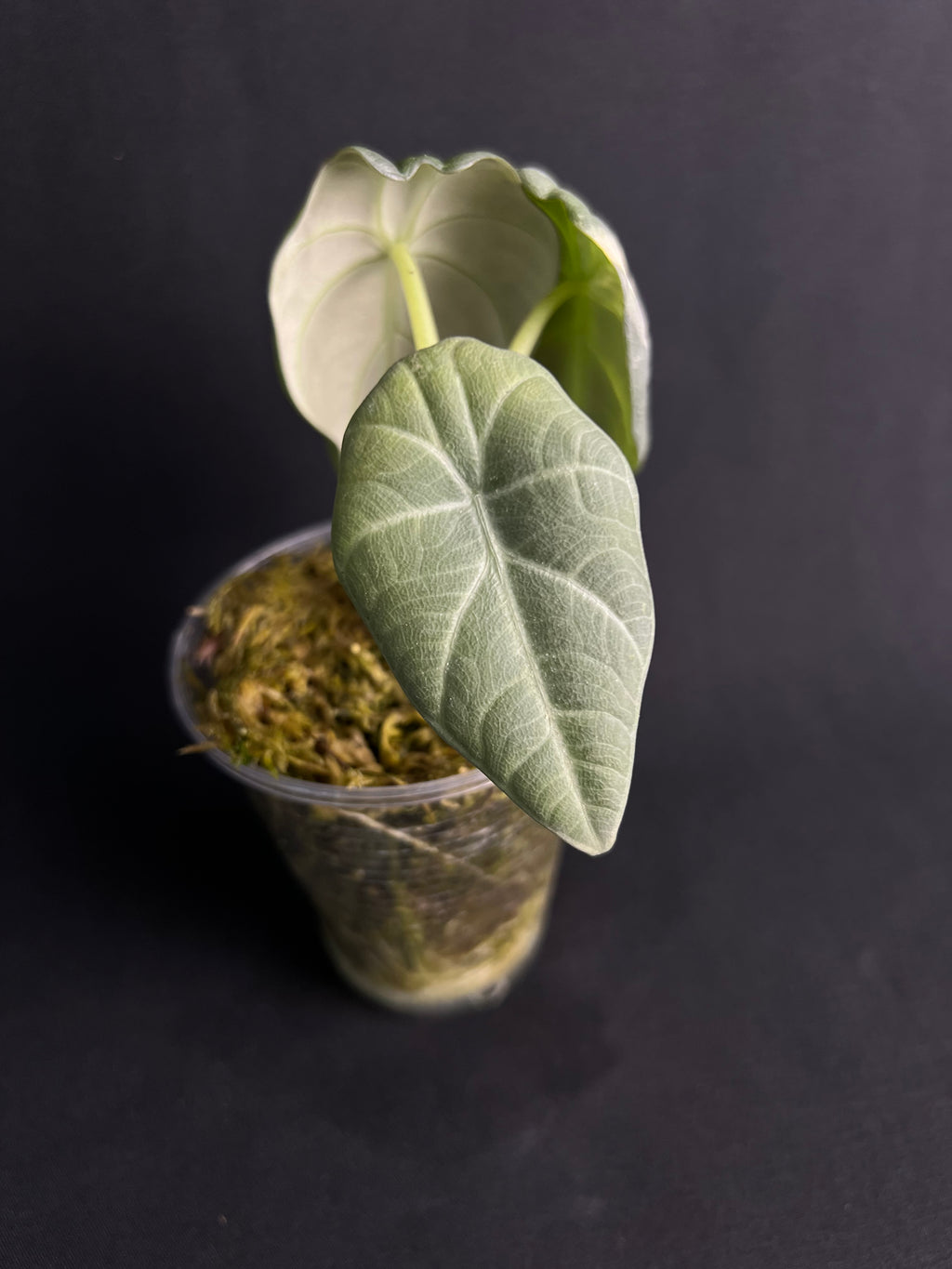 Alocasia 'Maharani' Albo Variegata #1